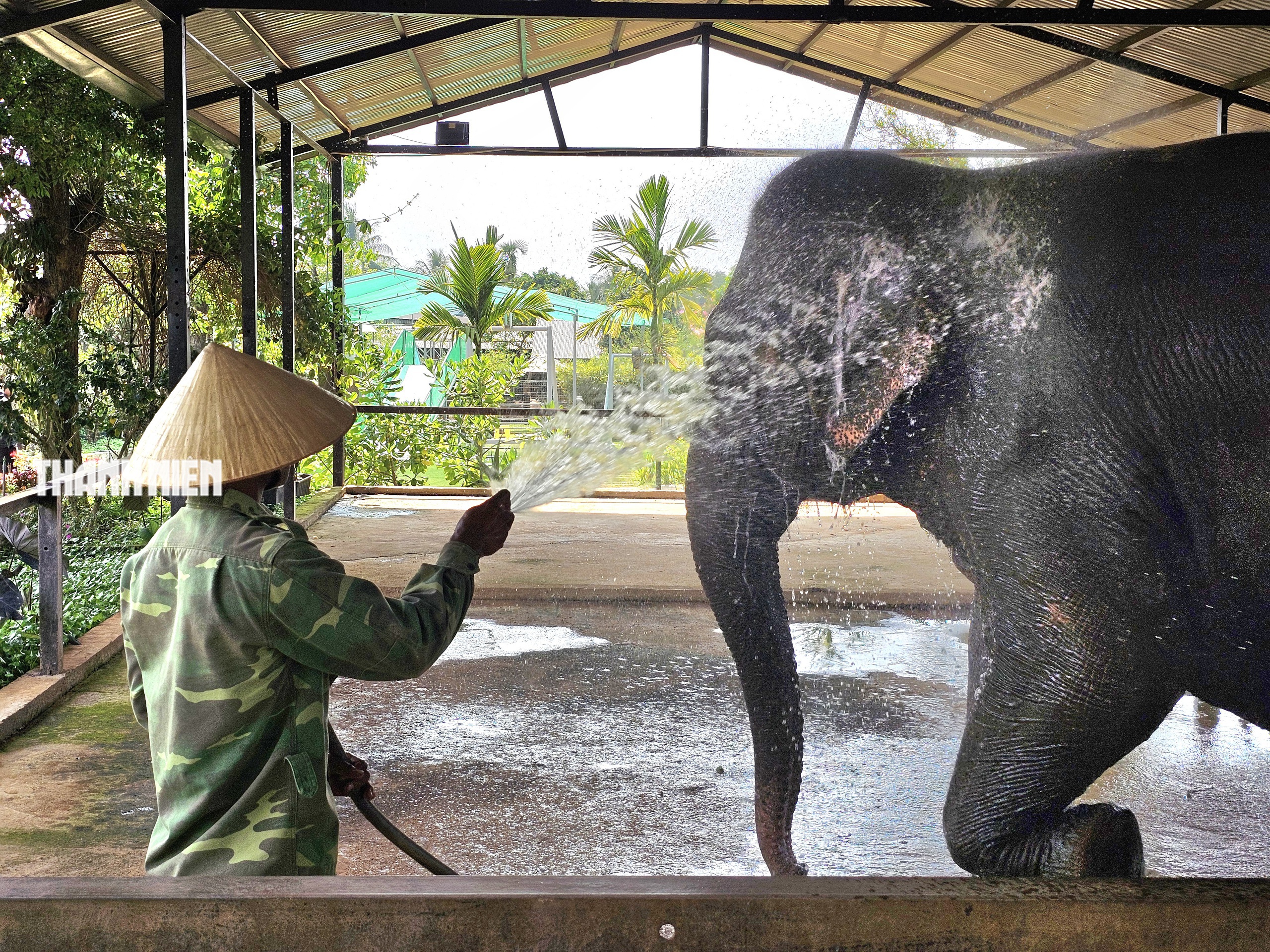 Voi c&aacute;i Booc Khăm ở Bu&ocirc;n Ma Thuột: T&iacute;nh c&aacute;ch đỏng đảnh, k&eacute;n chọn như tiểu thư - Ảnh 7.