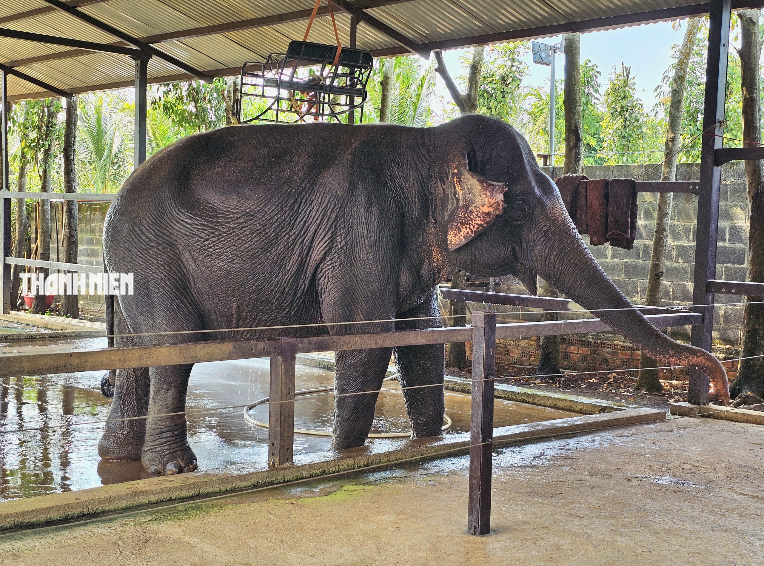 Voi c&aacute;i Booc Khăm ở Bu&ocirc;n Ma Thuột: T&iacute;nh c&aacute;ch đỏng đảnh, k&eacute;n chọn như tiểu thư - Ảnh 1.