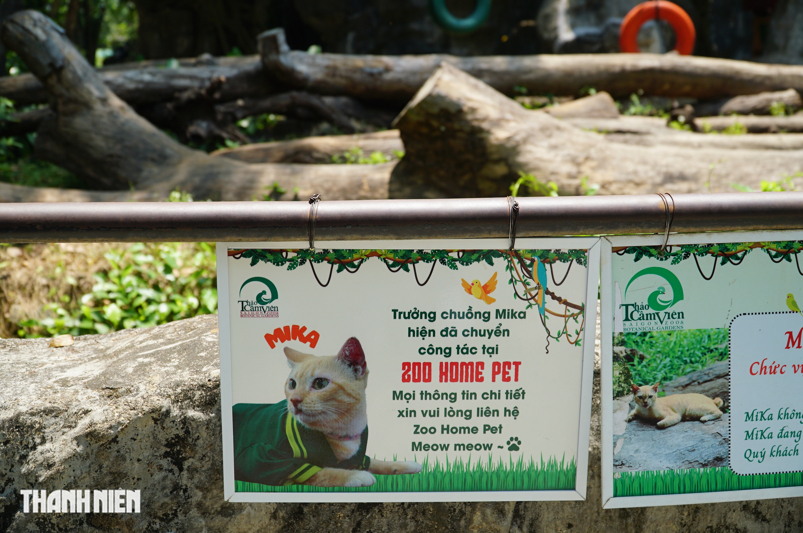 Chuyện h&agrave;ng chục con m&egrave;o hoang &lsquo;kh&ocirc;ng hộ khẩu&rsquo; sống ở Thảo Cầm Vi&ecirc;n - Ảnh 7.