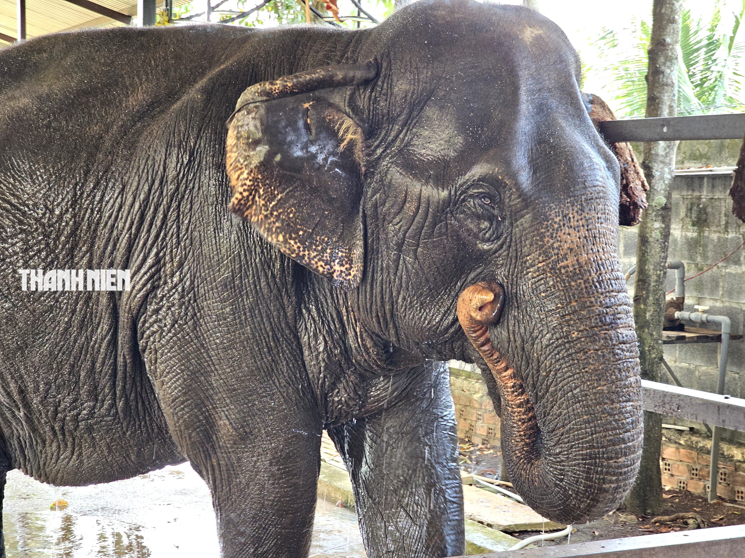 Voi c&aacute;i Booc Khăm ở Bu&ocirc;n Ma Thuột: T&iacute;nh c&aacute;ch đỏng đảnh, k&eacute;n chọn như tiểu thư - Ảnh 5.