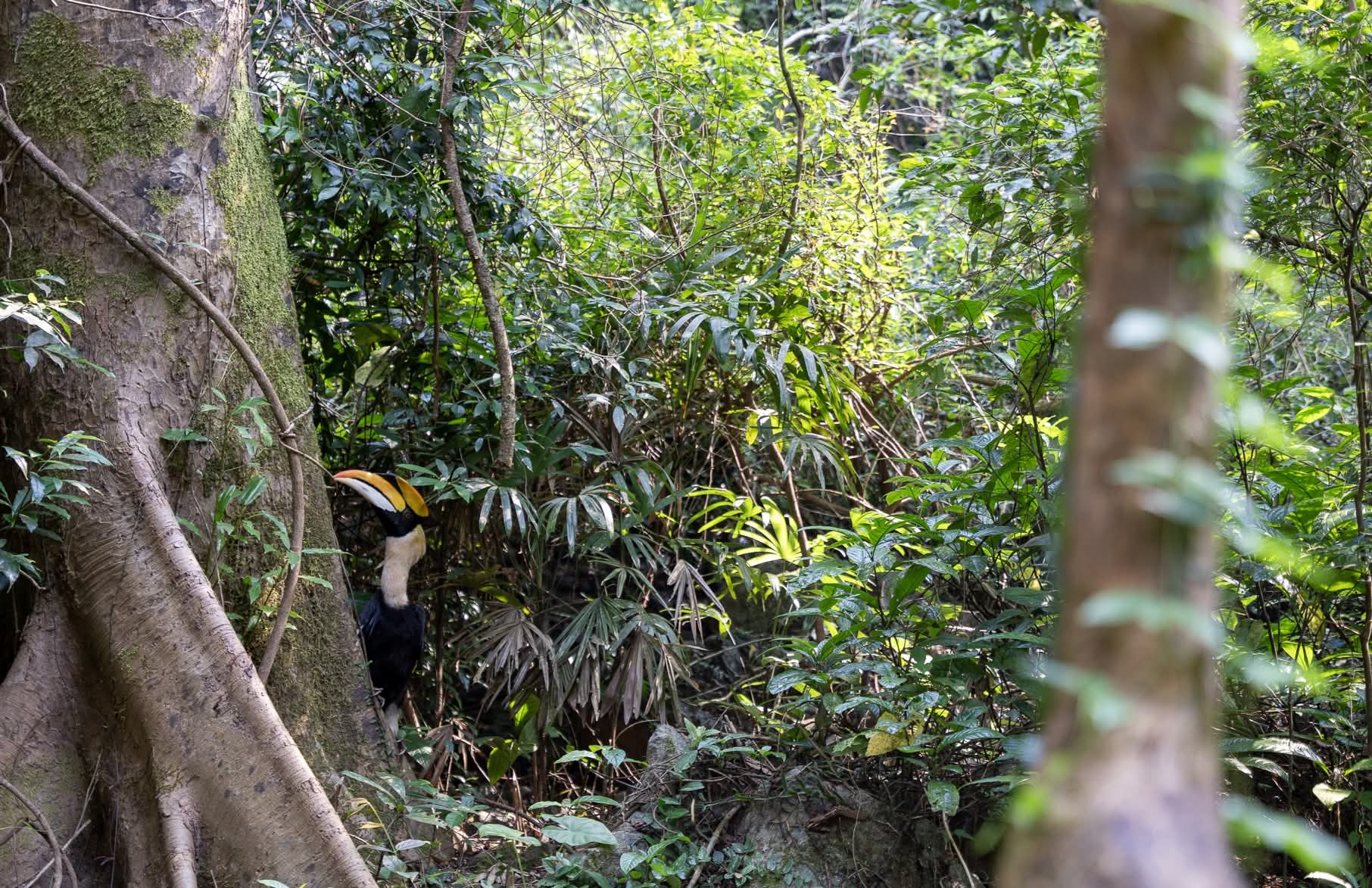 Gần 170 cá thể động vật hoang dã được thả về rừng Phong Nha - Kẻ Bàng- Ảnh 1.