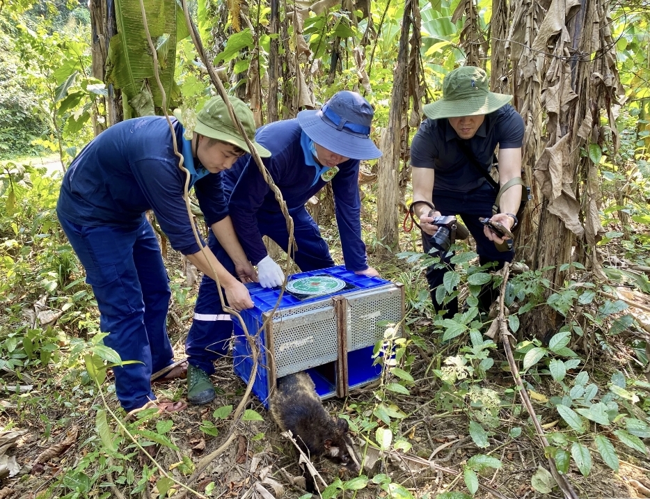 Gần 170 c&aacute; thể động vật hoang d&atilde; được thả về rừng Phong Nha - Kẻ B&agrave;ng- Ảnh 3.