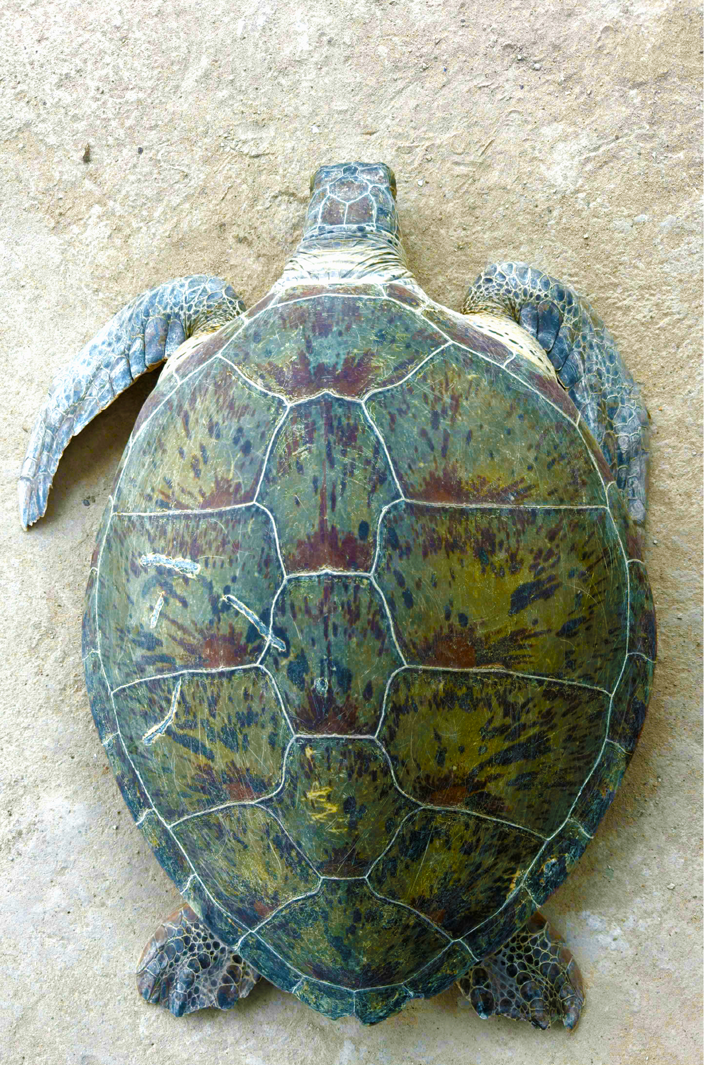 Ngư dân Cà Mau cứu đồi mồi và vích mắc lưới , thả về biển an toàn - Ảnh 2.