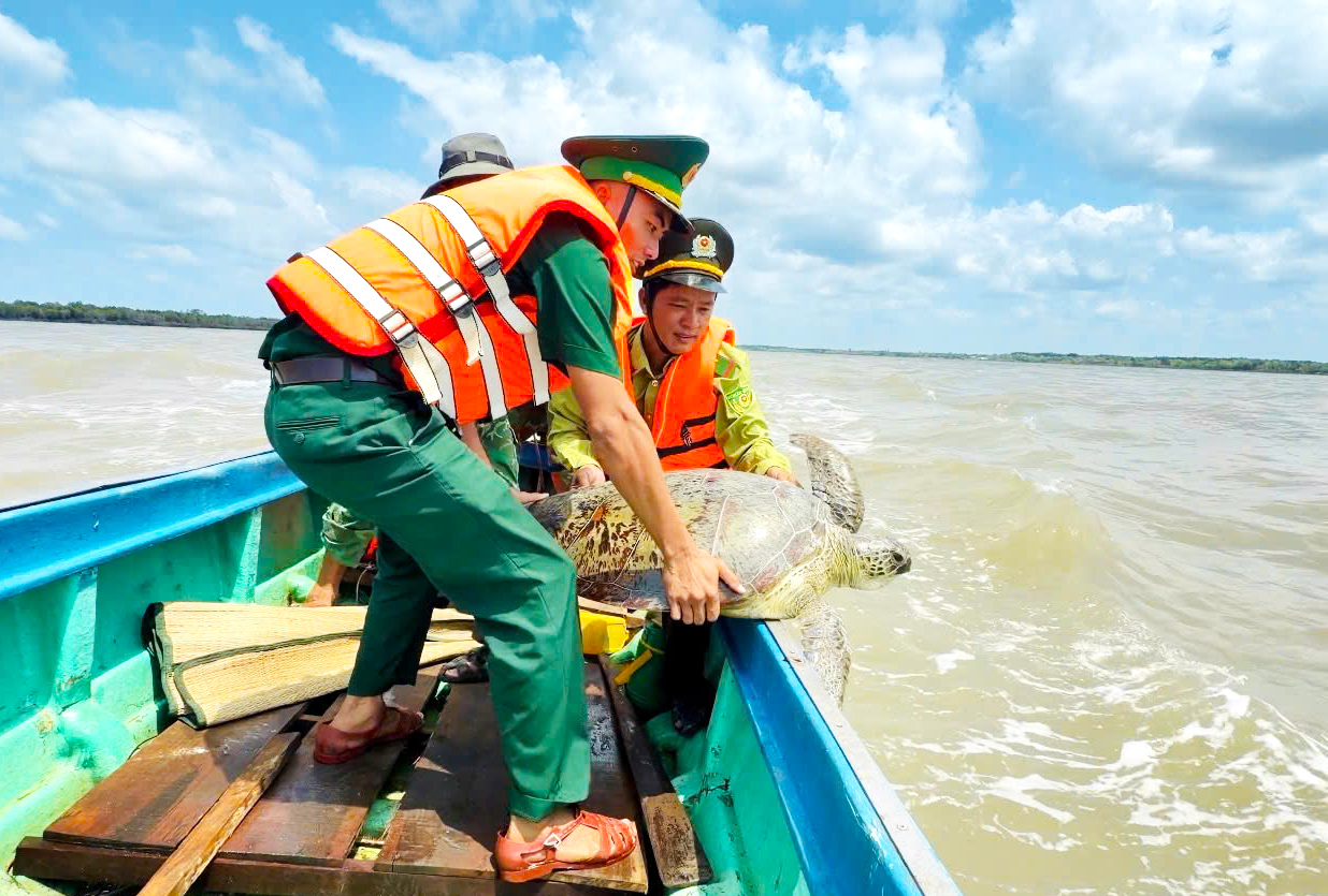 Ngư dân Cà Mau cứu đồi mồi và vích mắc lưới , thả về biển an toàn - Ảnh 1.