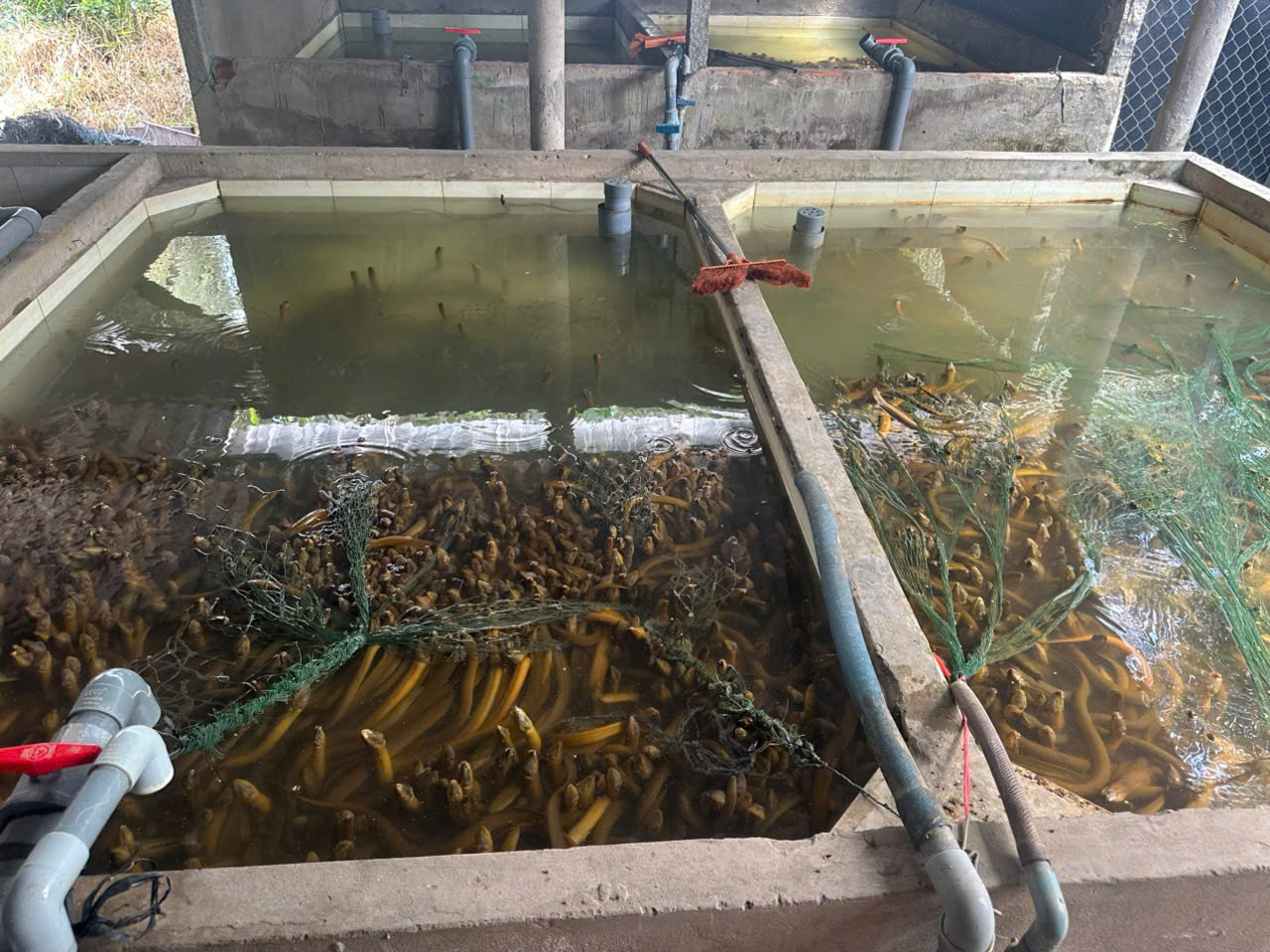 Vụ 4.000 tấn lươn quá lứa 'kêu cứu': Chủ tịch Hội nông dân lên tiếng tìm giải pháp- Ảnh 2.