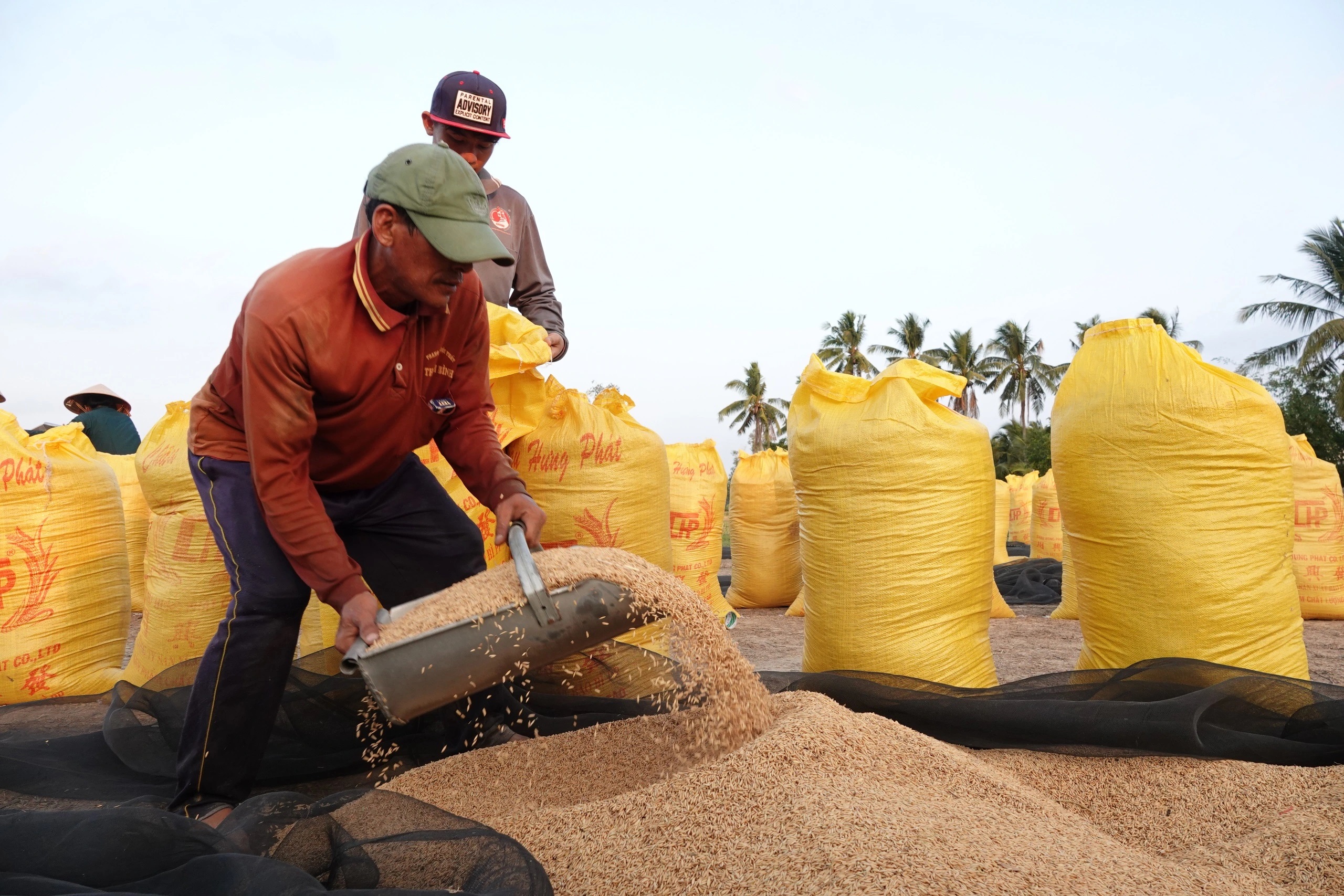 Vì sao giá gạo tăng nhưng nông dân không có lãi?- Ảnh 1.
