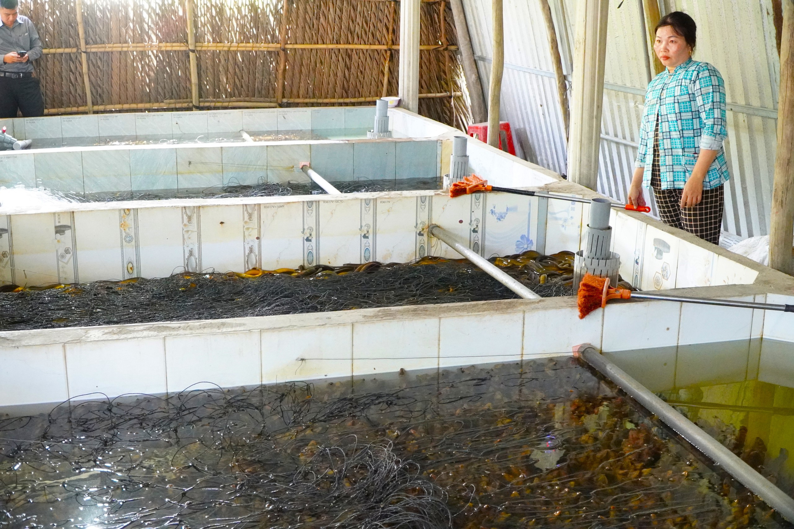 Vụ 4.000 tấn lươn quá lứa ‘kêu cứu’: Hội nông dân nêu giải pháp đầu ra - Ảnh 2.