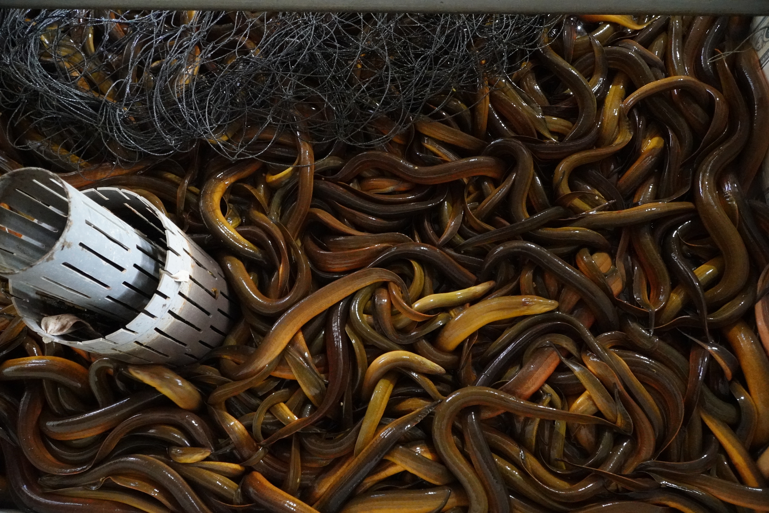 Vụ 4.000 tấn lươn quá lứa ‘kêu cứu’: Hội nông dân nêu giải pháp đầu ra - Ảnh 3.