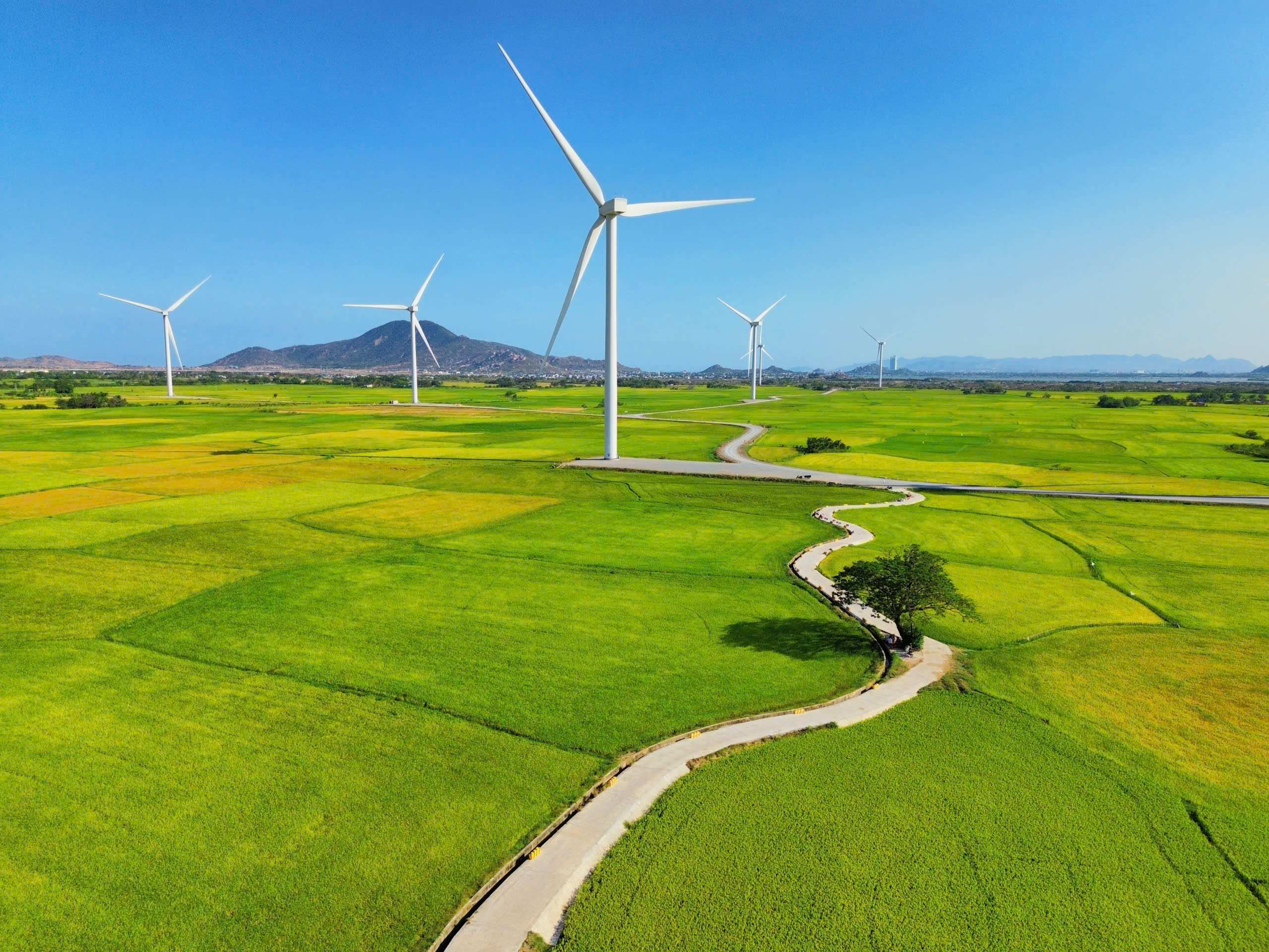 Cánh đồng điện gió đẹp như tranh vẽ tại Khánh Hòa - Ảnh 1.