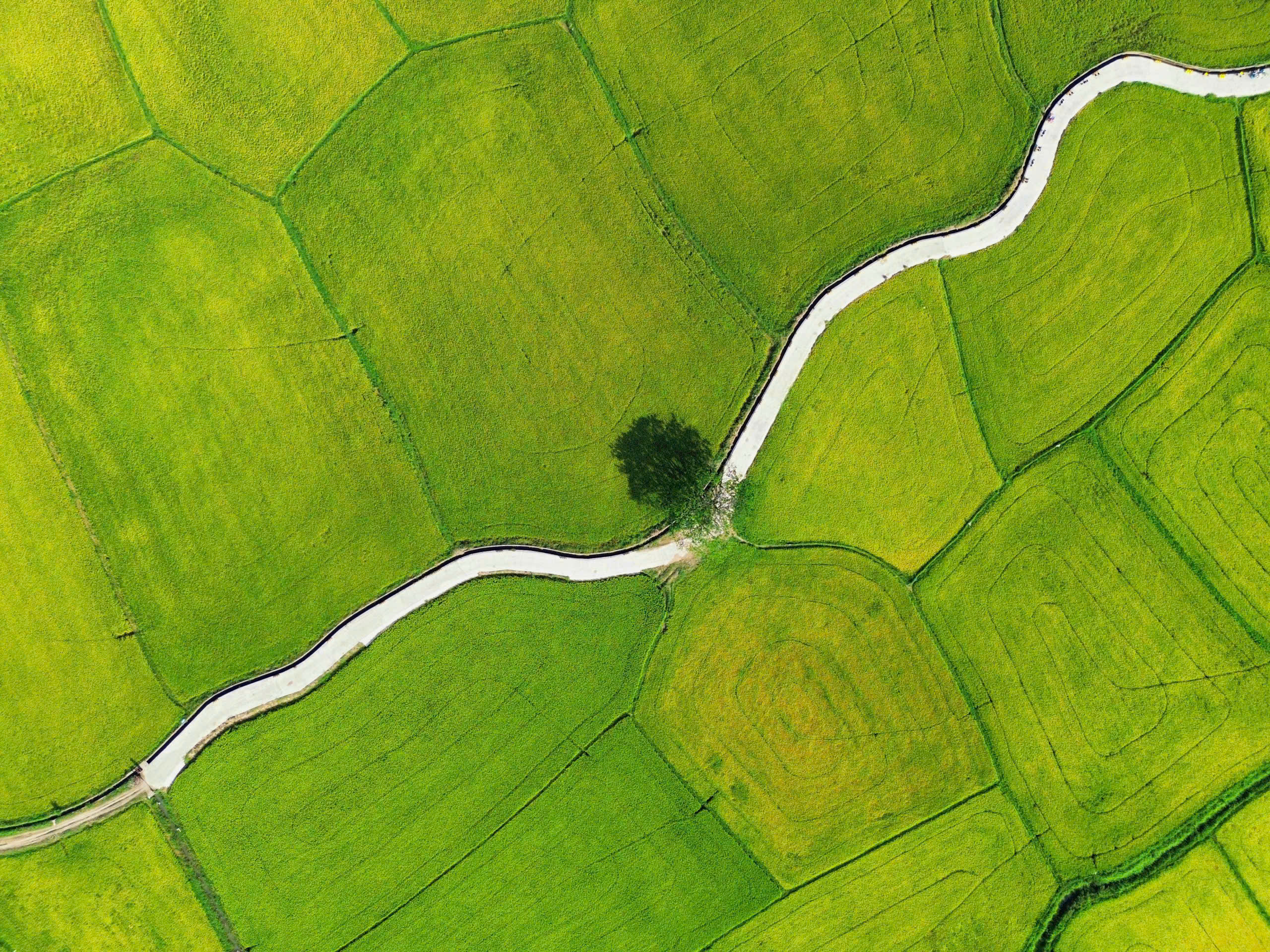 Cánh đồng điện gió đẹp như tranh vẽ tại Khánh Hòa - Ảnh 8.