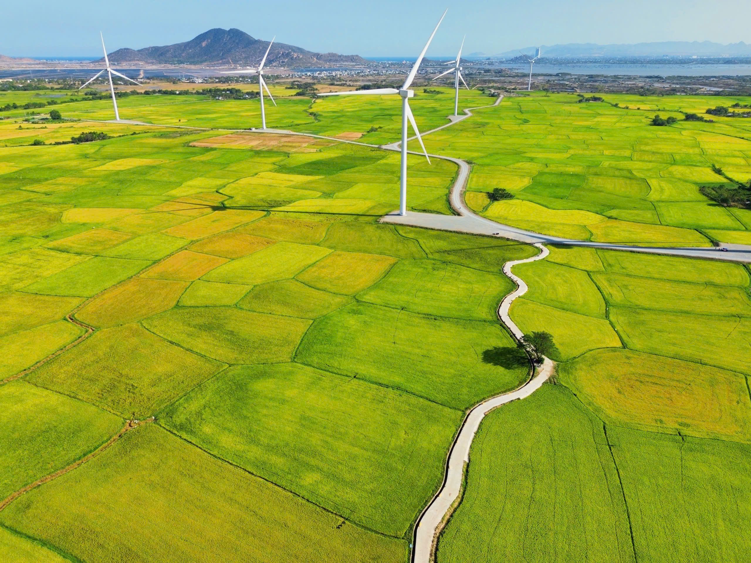 Cánh đồng điện gió đẹp như tranh vẽ tại Khánh Hòa - Ảnh 3.