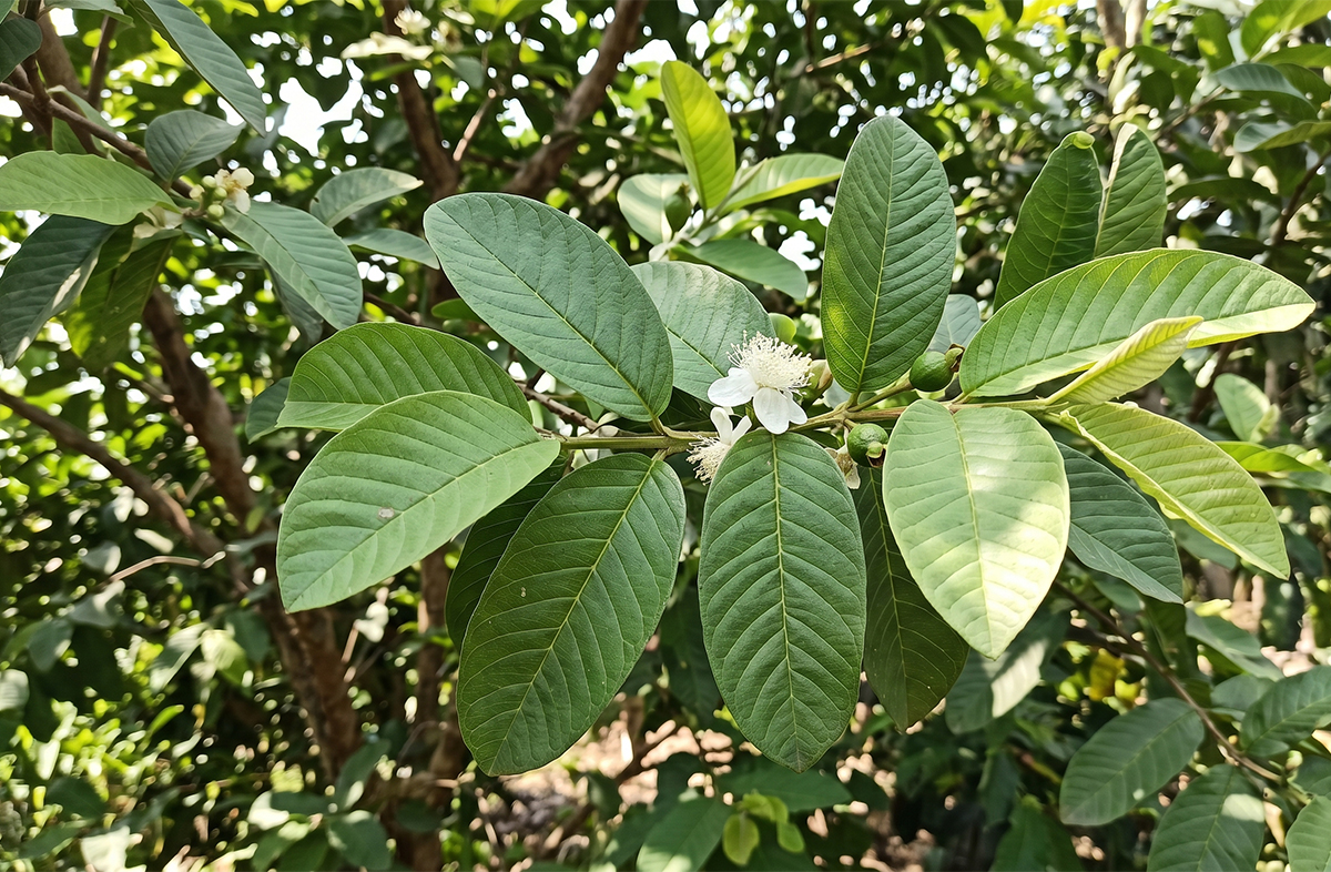 Ngày nào cũng uống nước lá ổi có tốt không? - Ảnh 1.