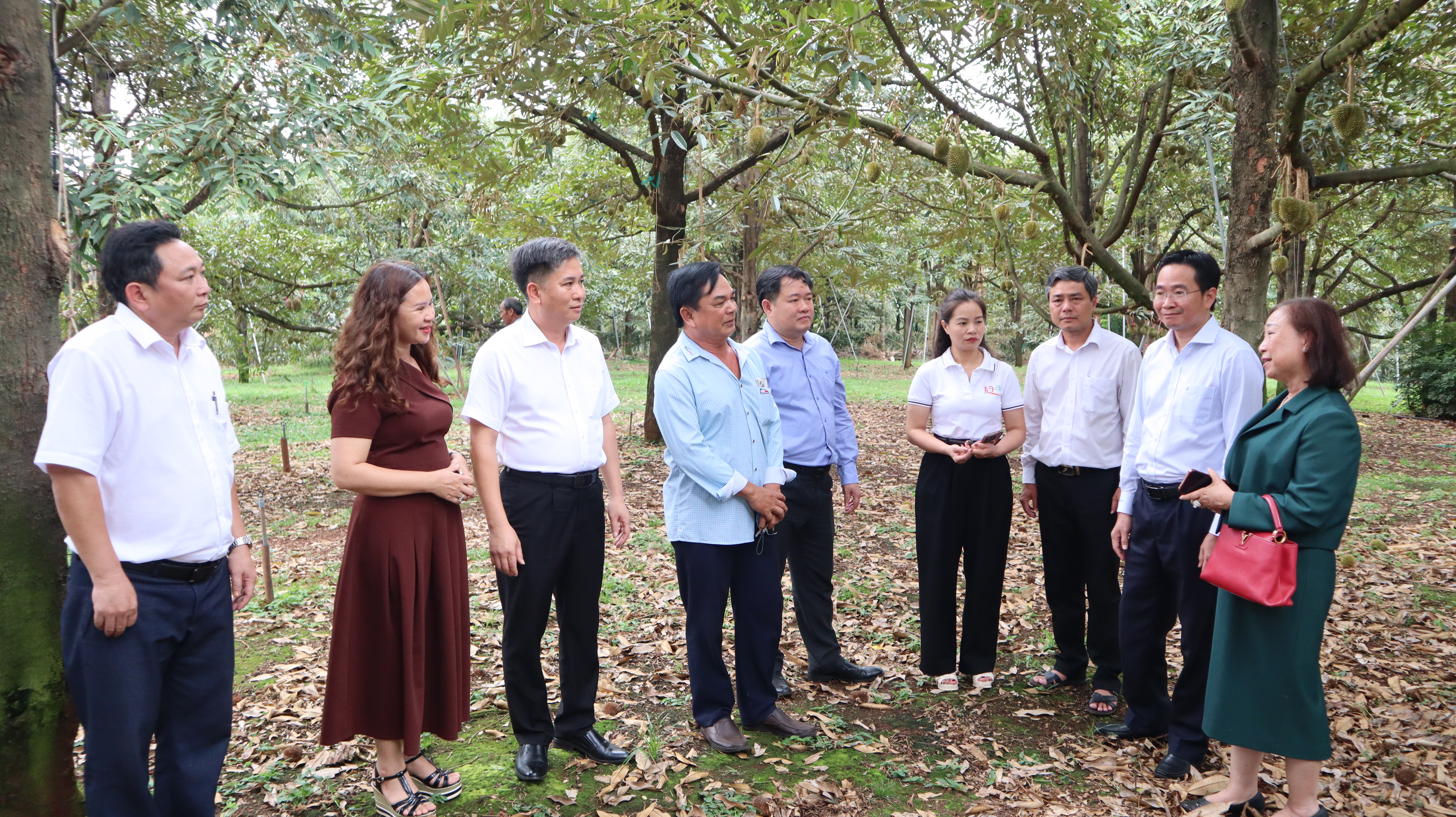 Đồng Nai: Kết nối, tìm đầu ra bền vững cho 'vua của các loại trái cây' - Ảnh 5.