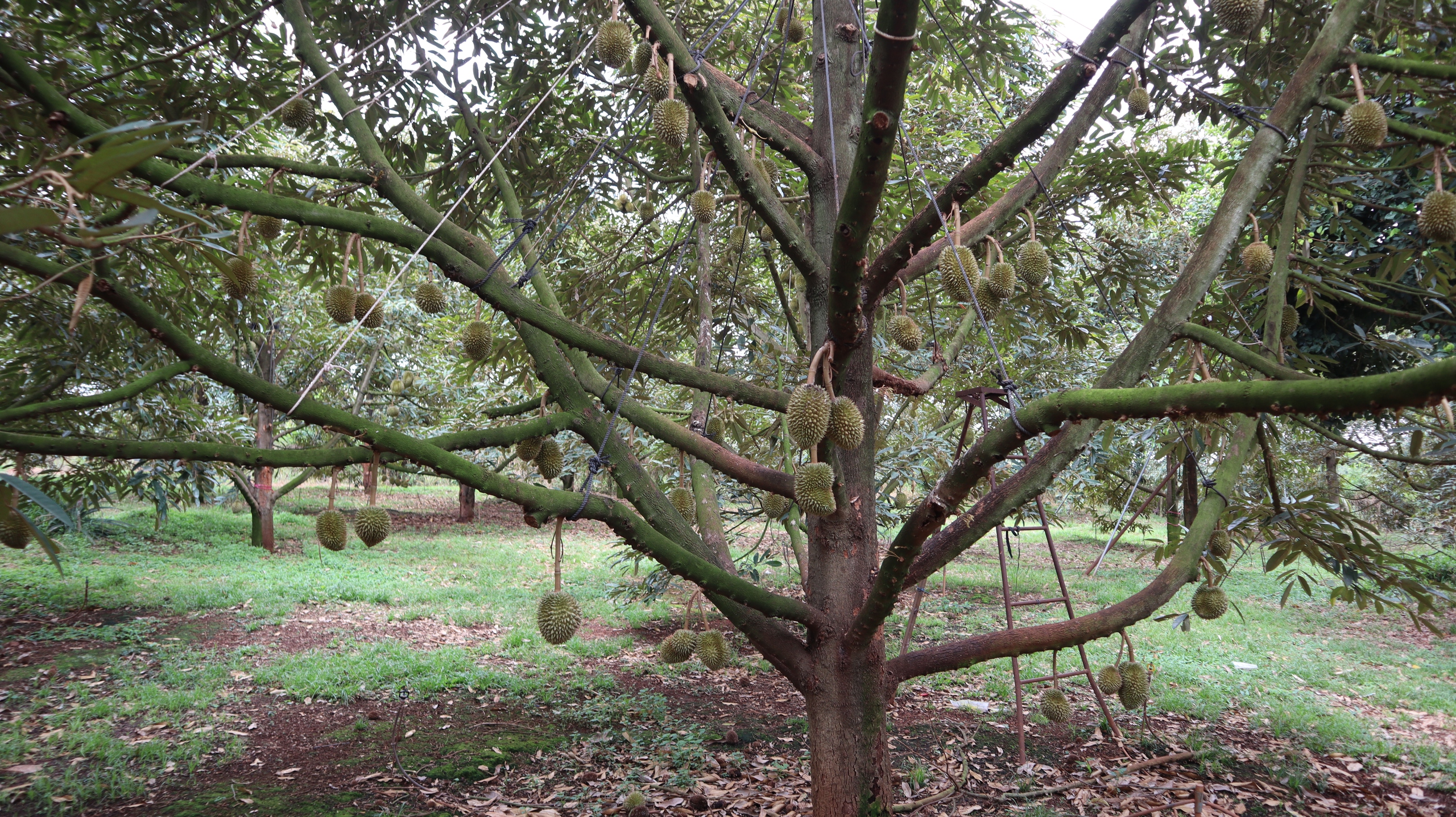 Đồng Nai: Kết nối, tìm đầu ra bền vững cho 'vua của các loại trái cây' - Ảnh 1.
