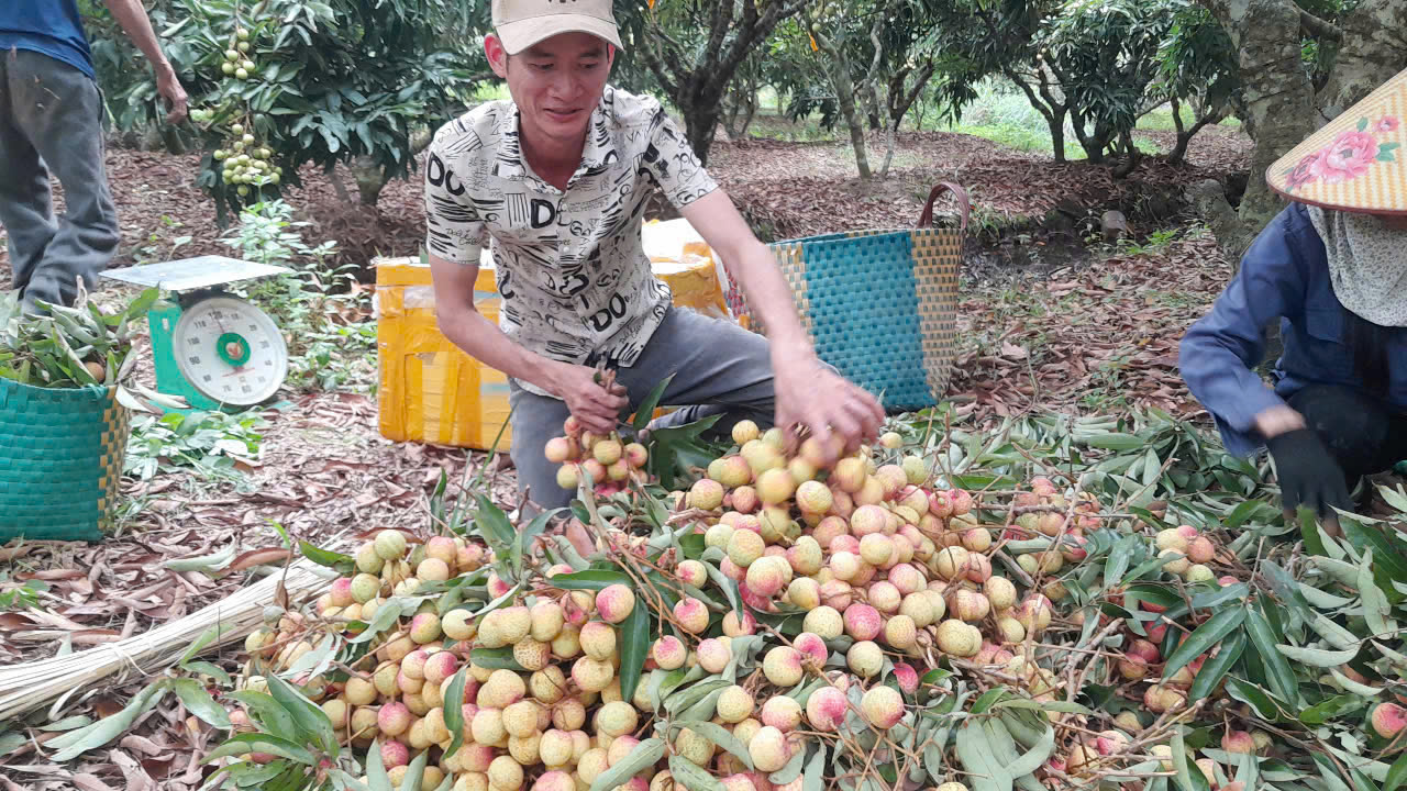 Vải mất mùa, giá đầu vụ lập đỉnh 120.000 đồng/kg - Ảnh 1.