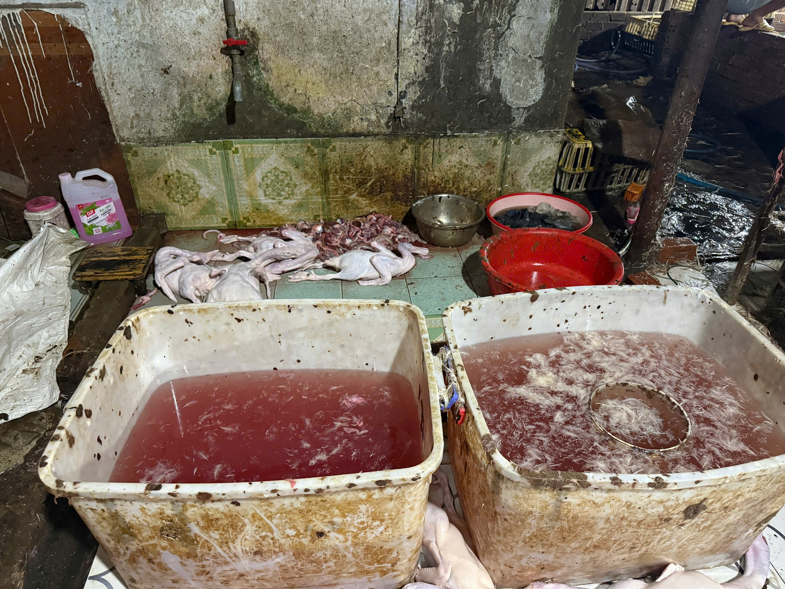 TP.HCM: Đột kích lò giết mổ gia cầm 'siêu bẩn' lúc rạng sáng - Ảnh 3.