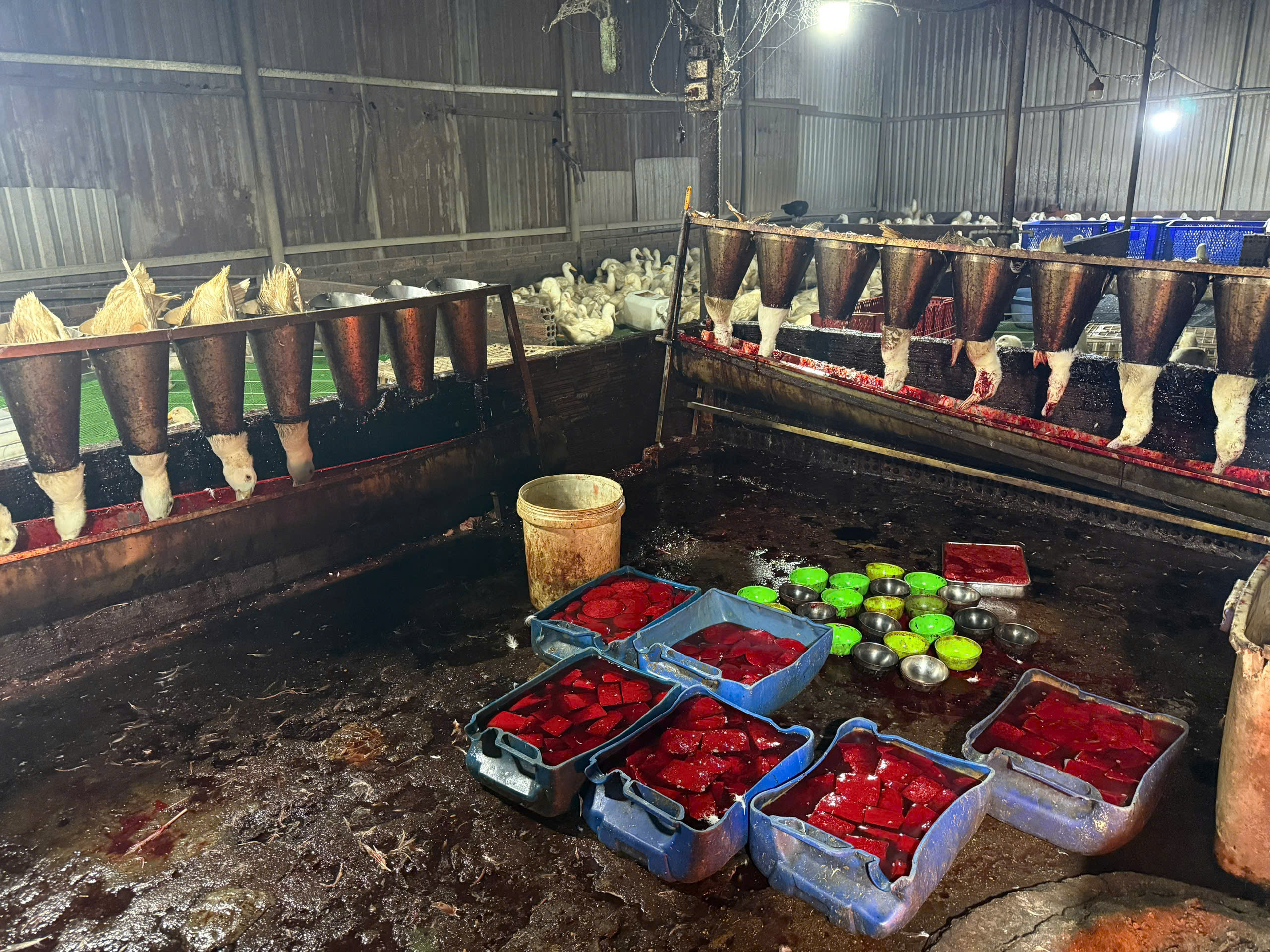 TP.HCM: Đột kích lò giết mổ gia cầm 'siêu bẩn' lúc rạng sáng - Ảnh 1.