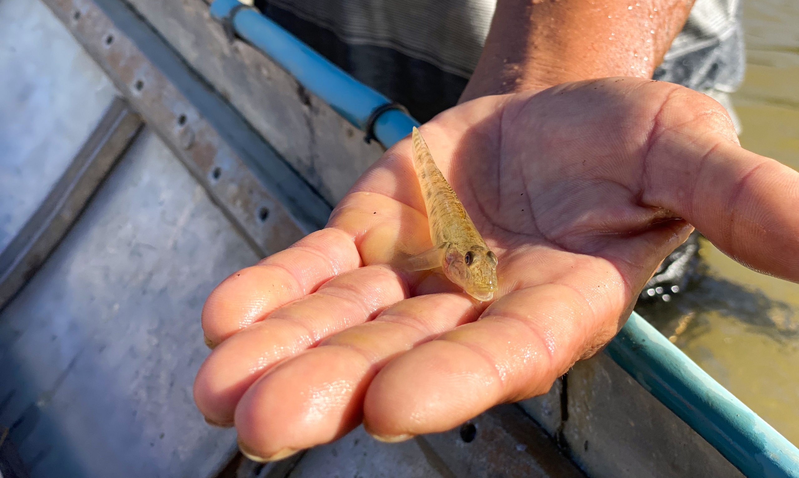 Nghề đặt ống tre bắt cá bống sông Trà Khúc - hương vị quê hương Quảng Ngãi - Ảnh 3.