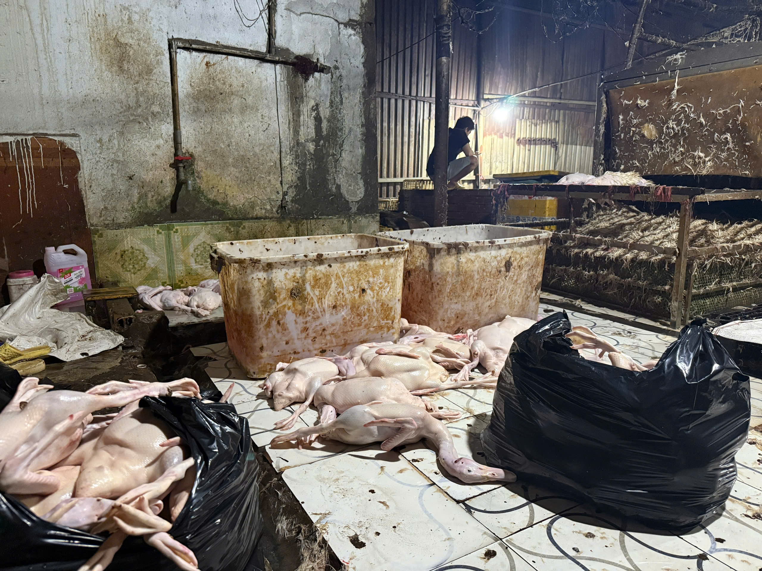 TP.HCM: Đột kích lò giết mổ gia cầm 'siêu bẩn' lúc rạng sáng - Ảnh 2.