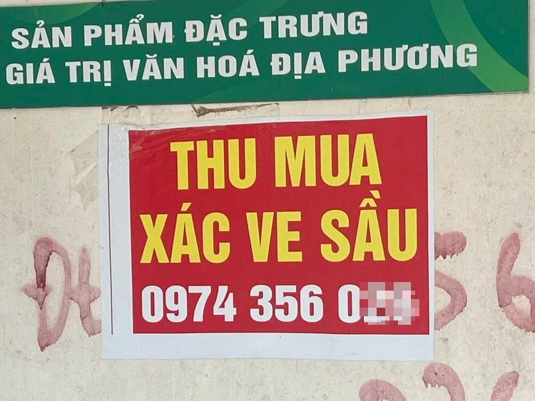 Thu mua xác ve sầu ở Tây nguyên "là hiện tượng lạ'?- Ảnh 1.