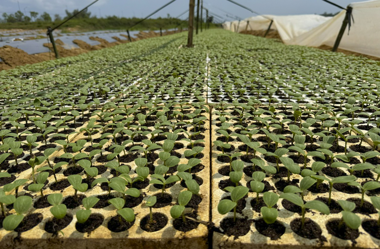 Mưu sinh trên sông Trà: Đời nông dân 'du mục'- Ảnh 2.