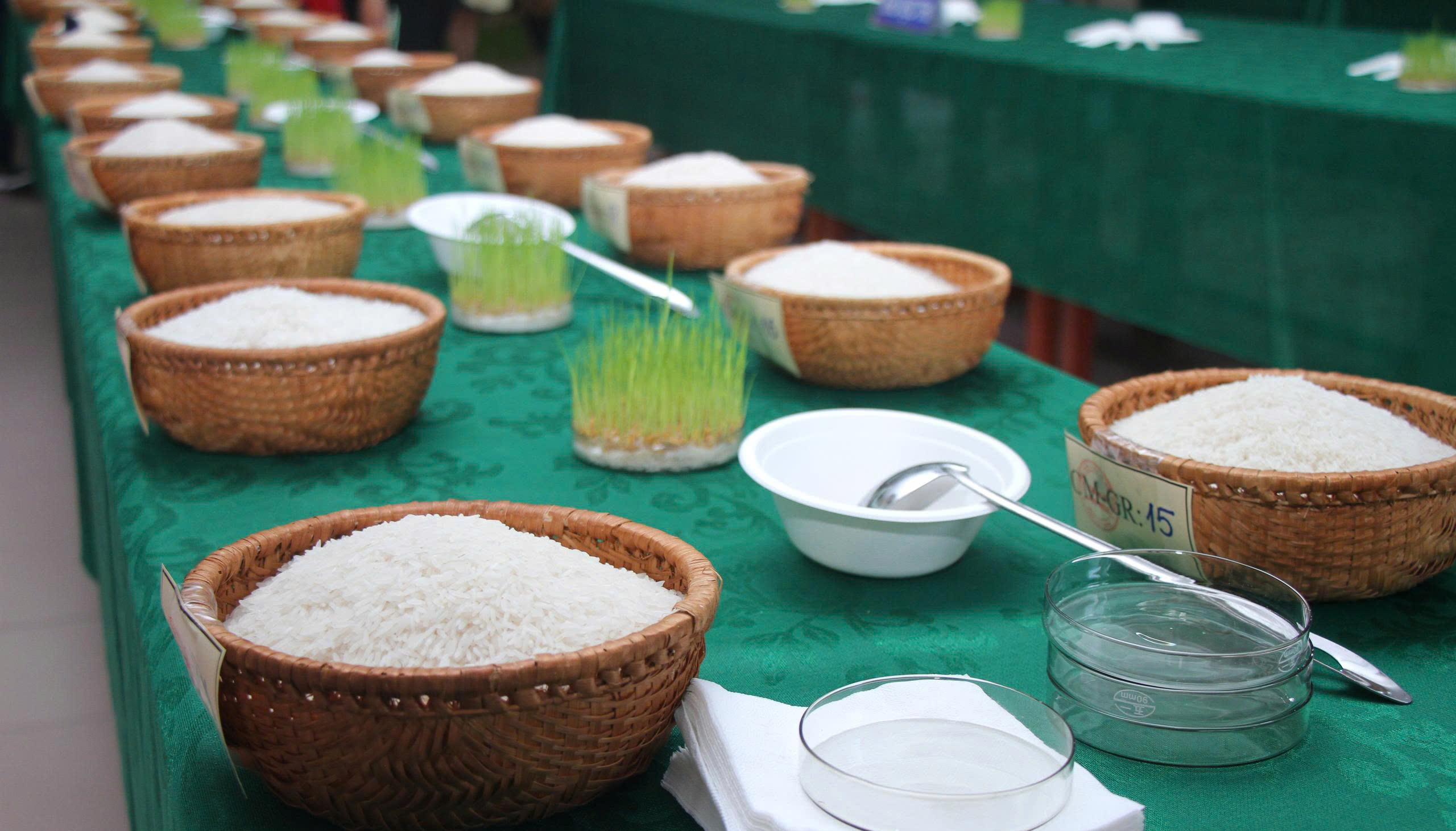 Lần đầu tiên tổ chức cuộc thi gạo ngon Đồng bằng sông Cửu Long - Ảnh 3.