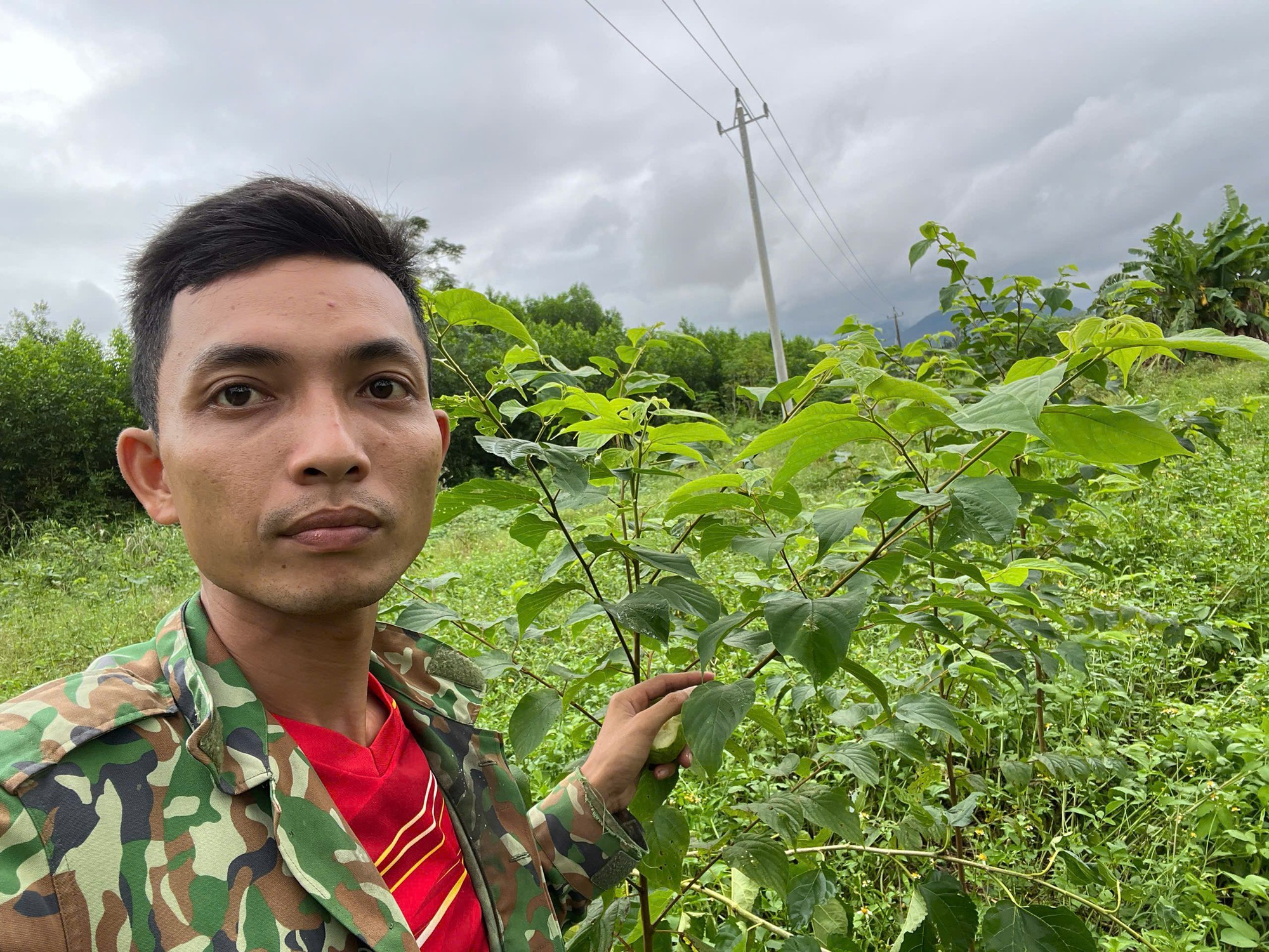 6 năm g&acirc;y dựng m&ocirc; h&igrave;nh dược liệu tr&ecirc;n đất đồi Quảng Ng&atilde;i - Ảnh 1.