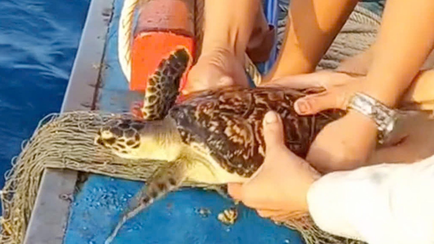 Quăng câu gặp rùa biển mắc lưới, ngư dân hành động ngay - Ảnh 2.