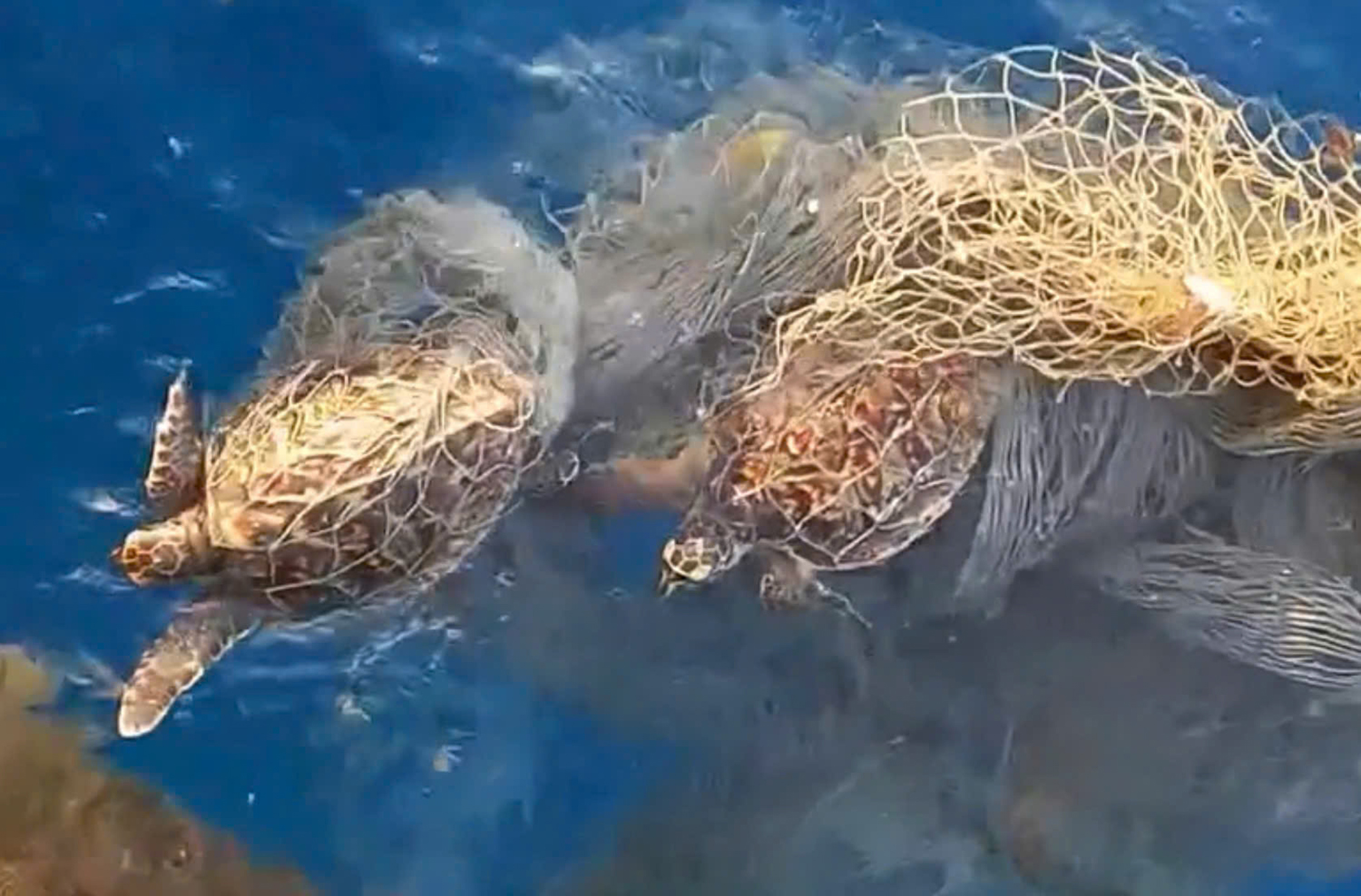 Quăng câu gặp rùa biển mắc lưới, ngư dân hành động ngay - Ảnh 1.