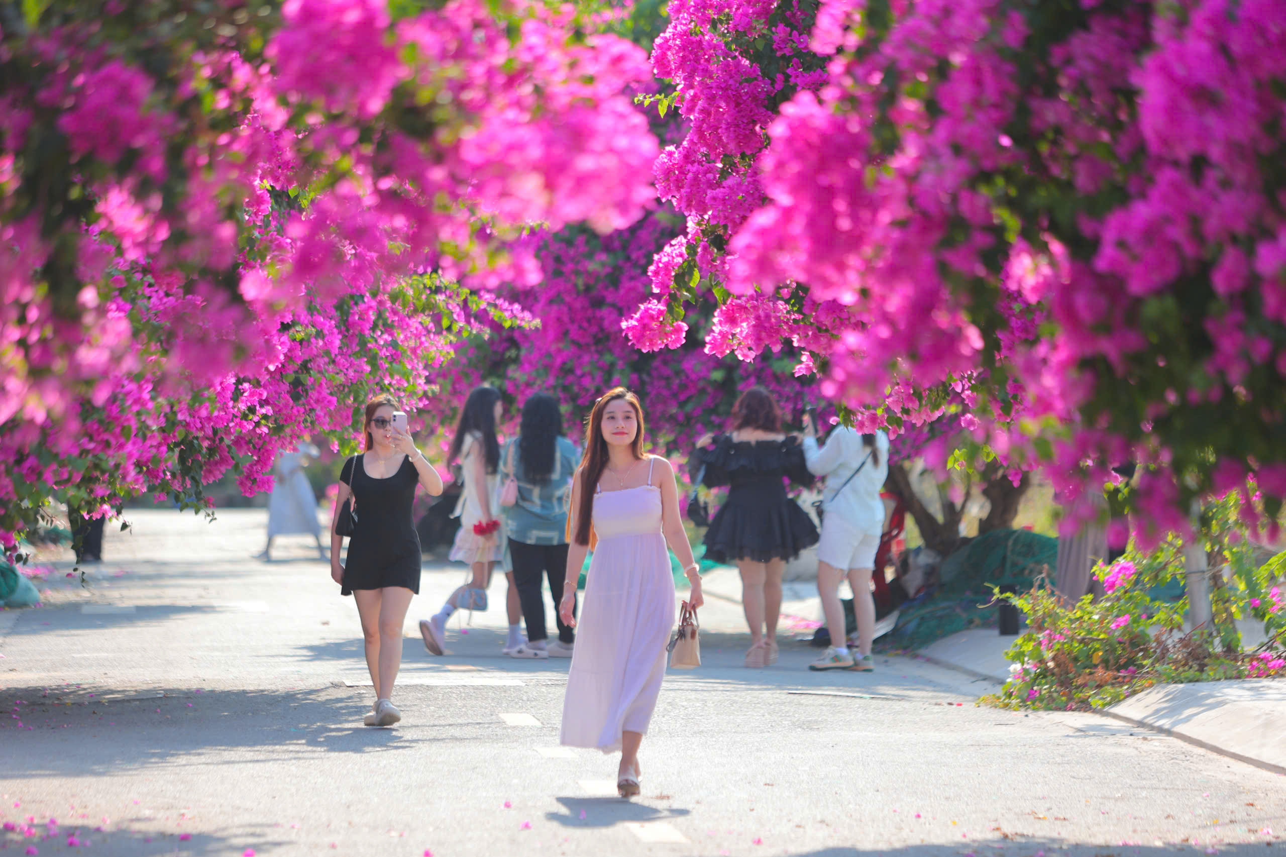 Chen nhau check-in con đường hoa giấy gây 'sốt' tại Nha Trang- Ảnh 1.