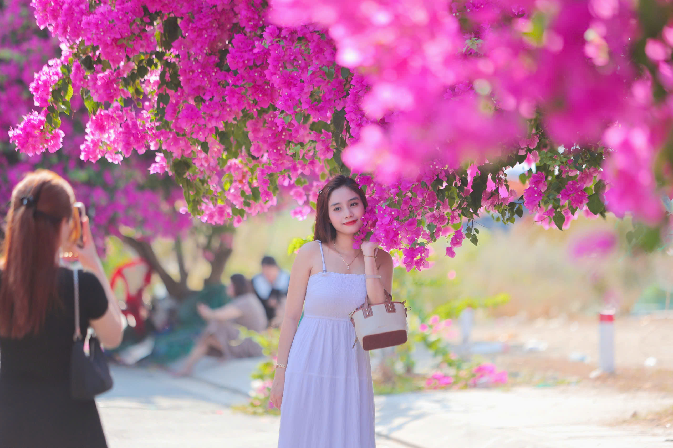 Chen nhau check-in con đường hoa giấy gây 'sốt' tại Nha Trang- Ảnh 5.