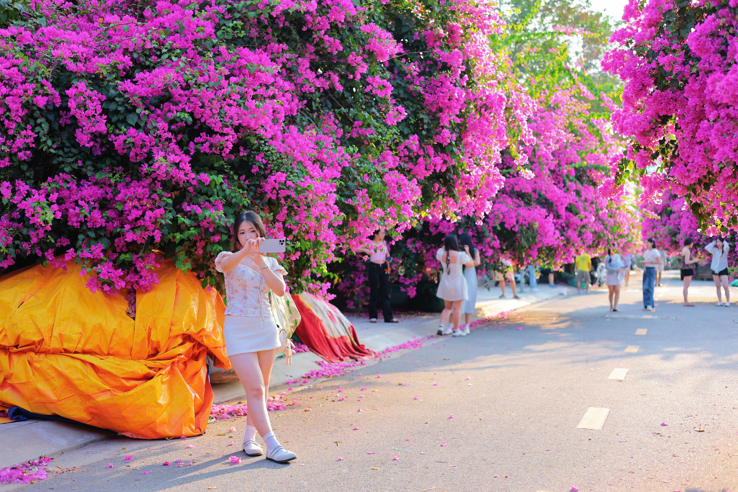 Chen nhau check-in con đường hoa giấy gây 'sốt' tại Nha Trang- Ảnh 14.