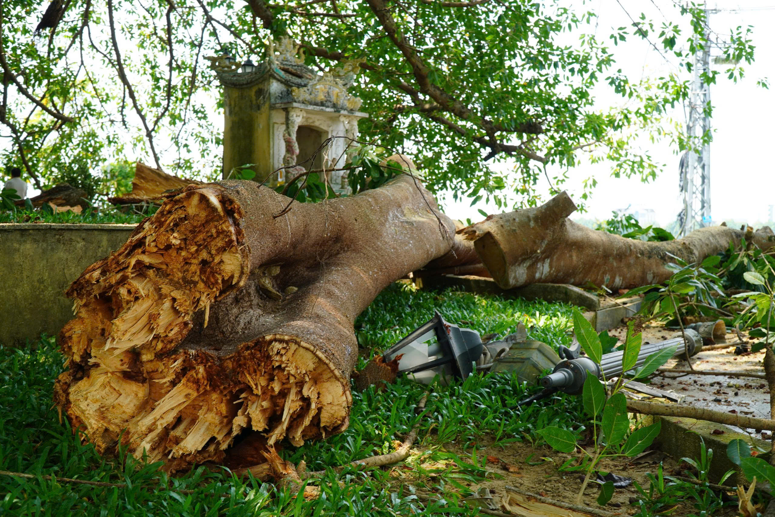 Nhánh cây đa trăm tuổi gãy đổ, hàng chục người tập trung bên dưới hú vía- Ảnh 1.