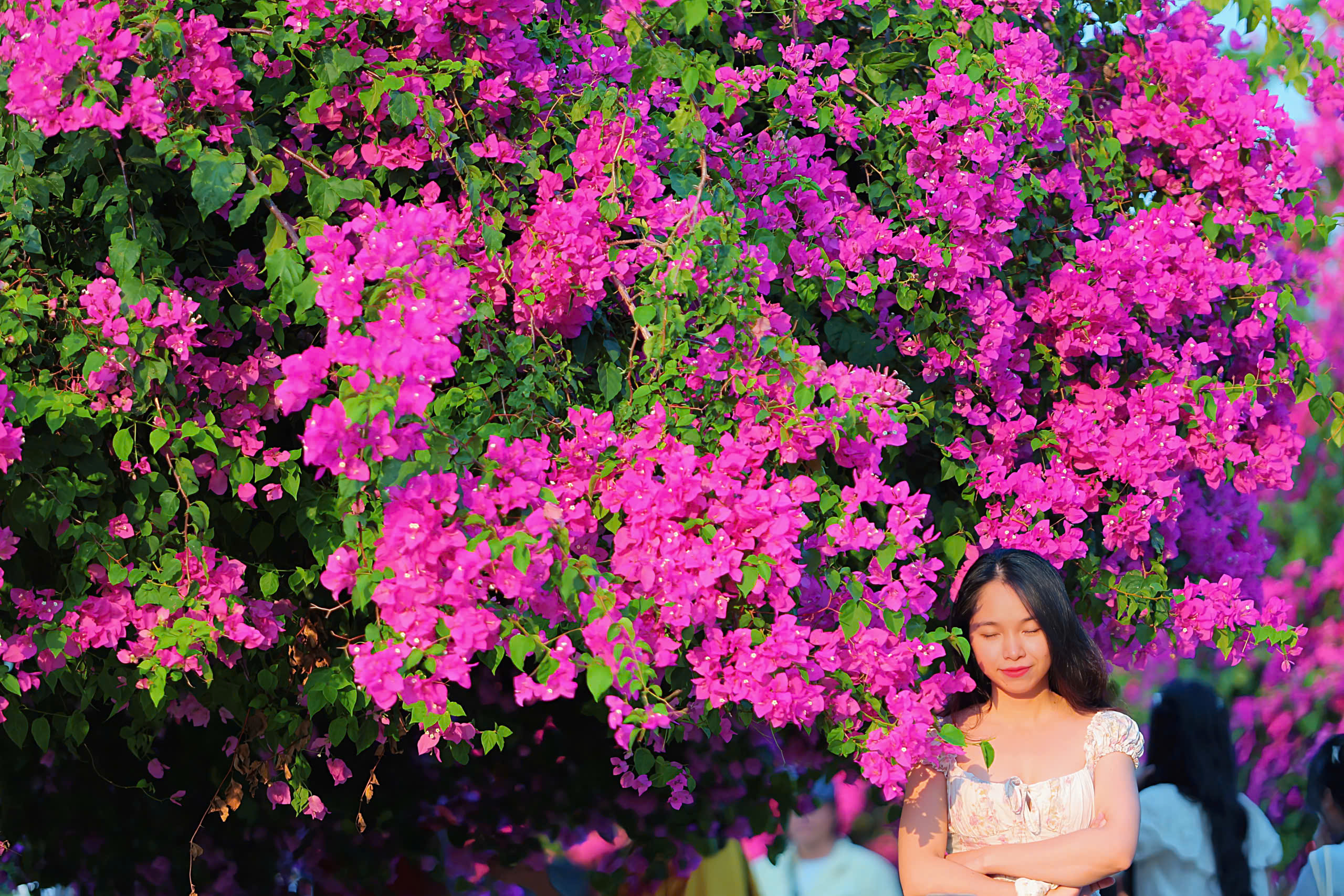 Chen nhau check-in con đường hoa giấy gây 'sốt' tại Nha Trang- Ảnh 12.