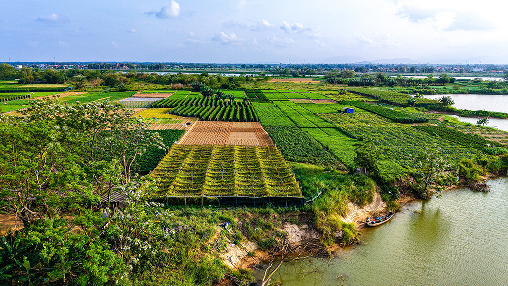 Mưu sinh trên sông Trà: Nương phù sa mà sống, theo con nước mà đi- Ảnh 1.