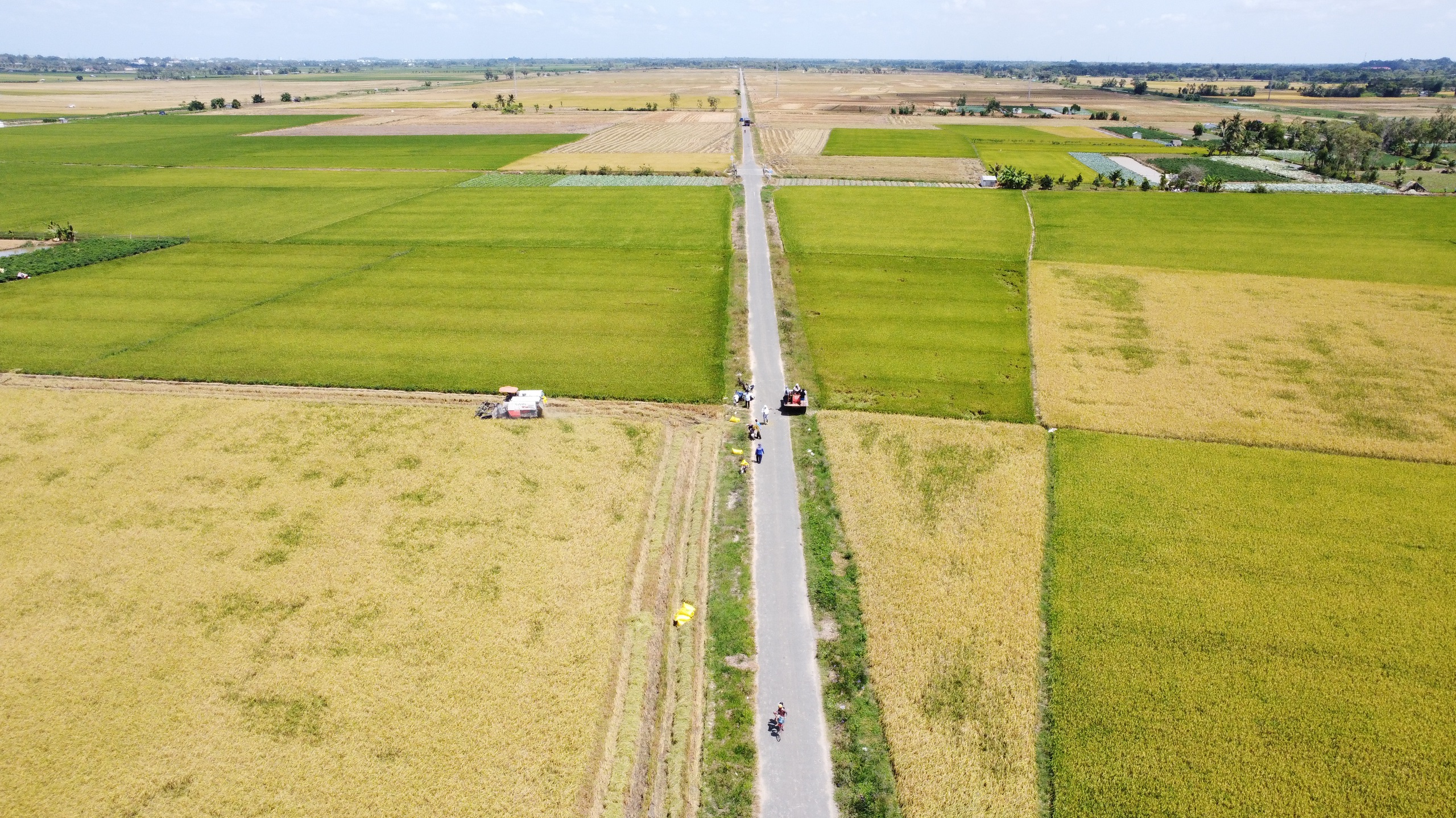 'Chứng thư' đặc biệt của loại gạo 3 lần ngon nhất thế giới - Ảnh 1.