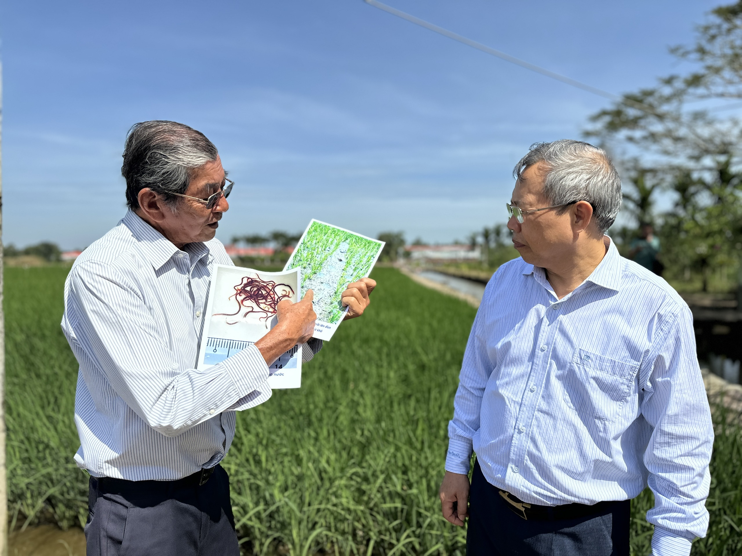 'Chứng thư' đặc biệt của loại gạo 3 lần ngon nhất thế giới - Ảnh 3.