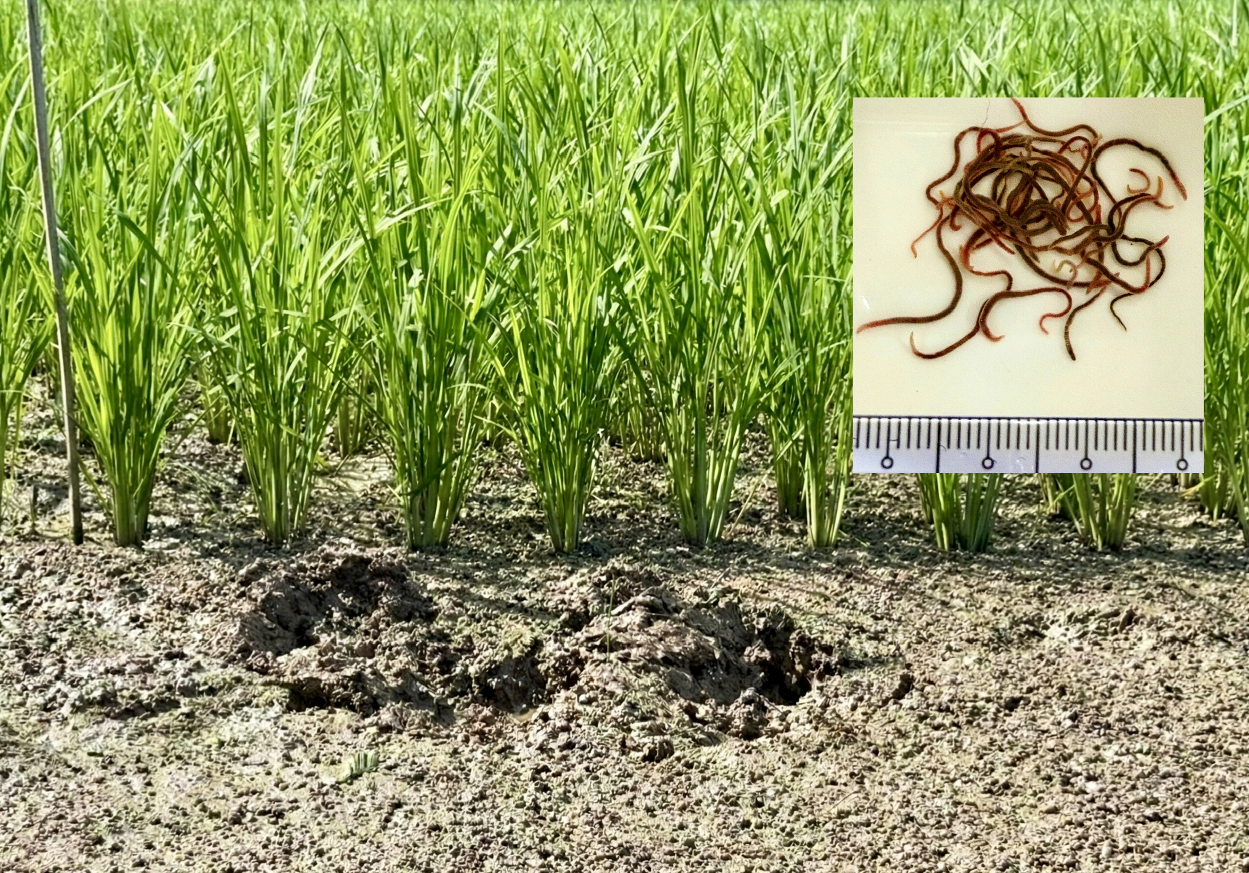 'Chứng thư' đặc biệt của loại gạo 3 lần ngon nhất thế giới - Ảnh 4.