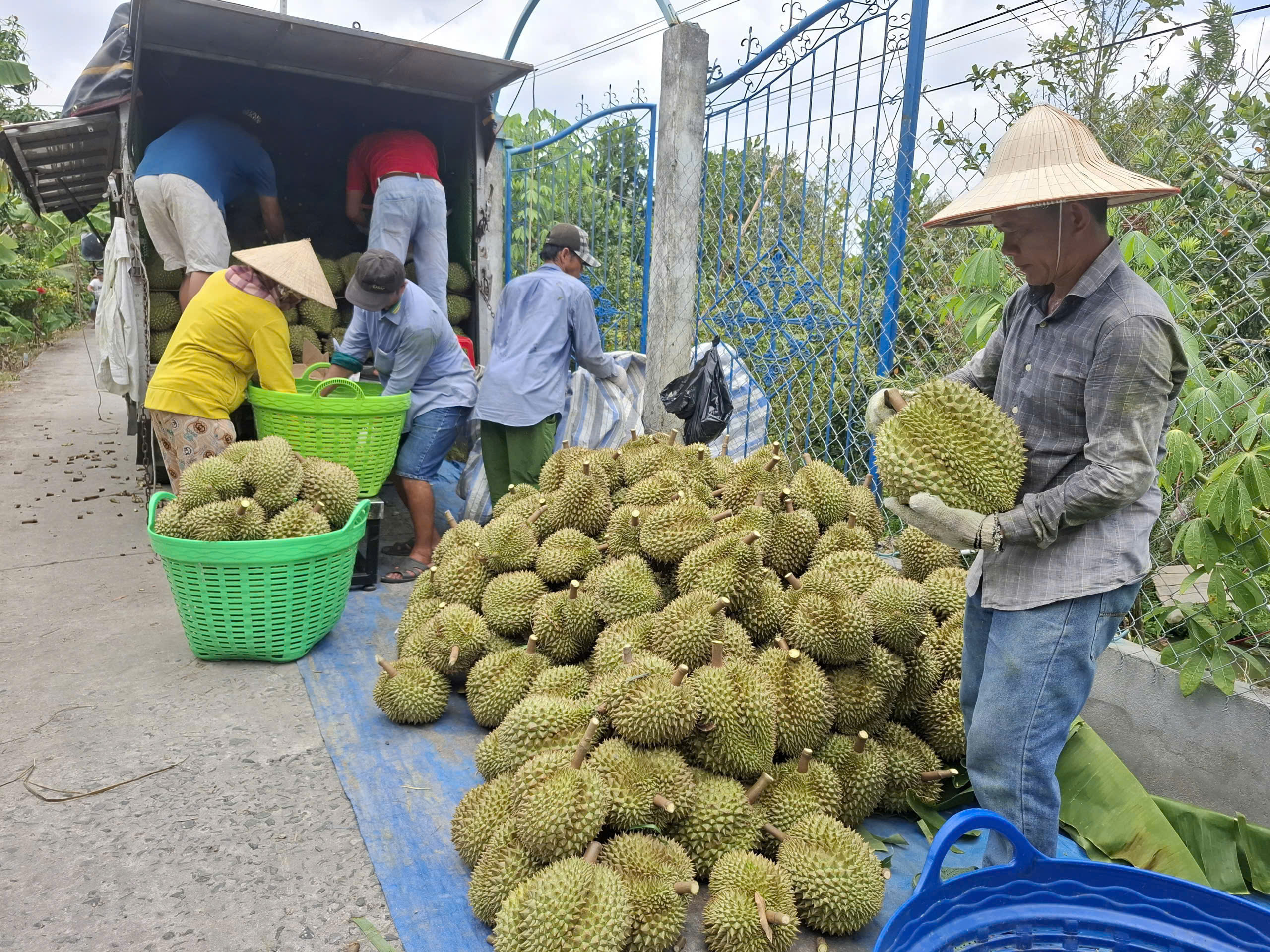 Giá sầu riêng chạm đáy, nông dân 'ngồi trên đống lửa'- Ảnh 2.