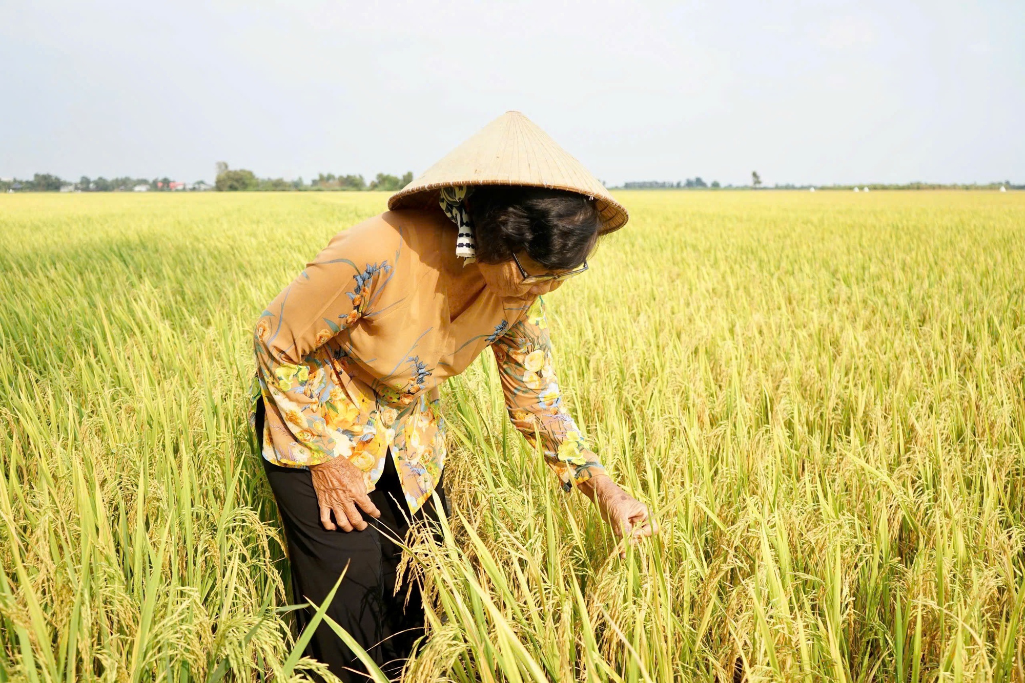 Người phụ nữ đánh thức vùng đất phèn bằng 'con trâu sắt'- Ảnh 3.