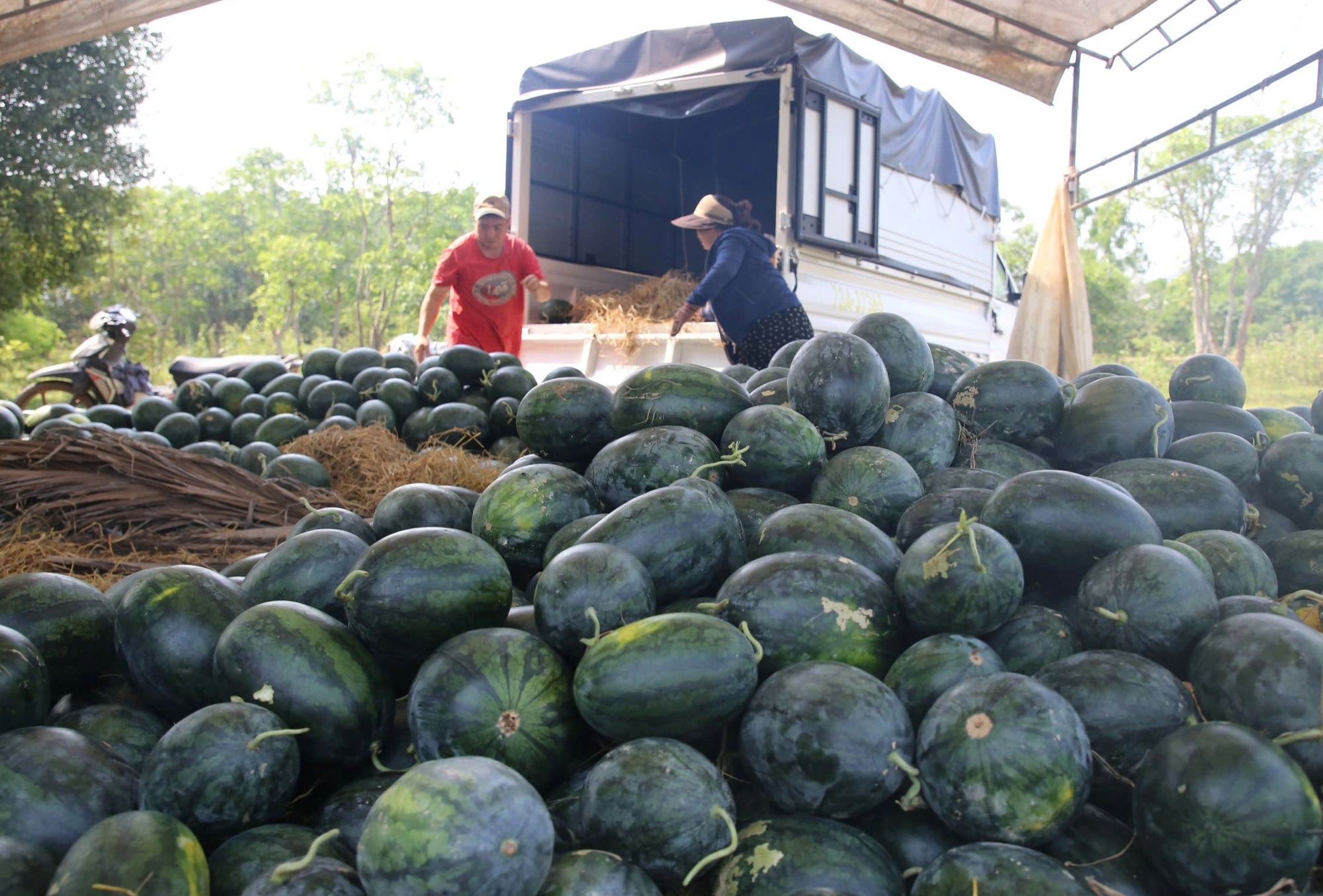 Dưa hấu giá rẻ chỉ 3.000 đồng/kg, nông dân Quảng Trị 'đứng ngồi không yên'- Ảnh 3.
