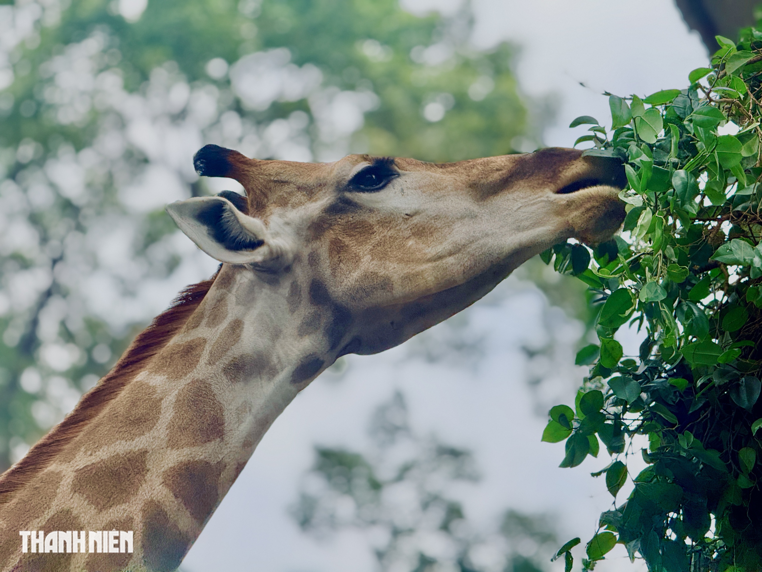 Lễ thành hôn hươu cao cổ ở Thảo Cầm Viên, làm sao biết chúng ưng nhau? - Ảnh 5.