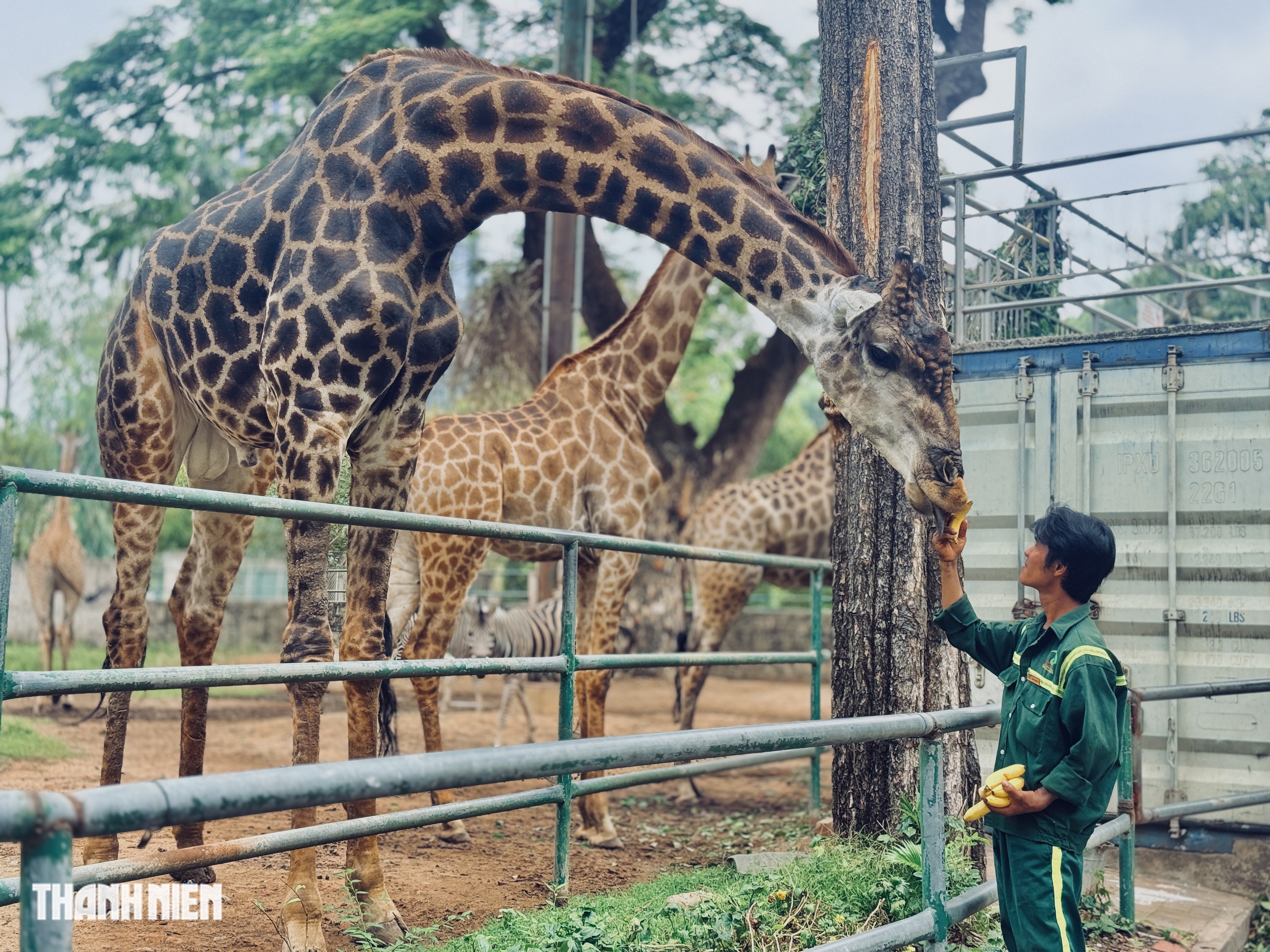 Lễ thành hôn hươu cao cổ ở Thảo Cầm Viên, làm sao biết chúng ưng nhau? - Ảnh 6.