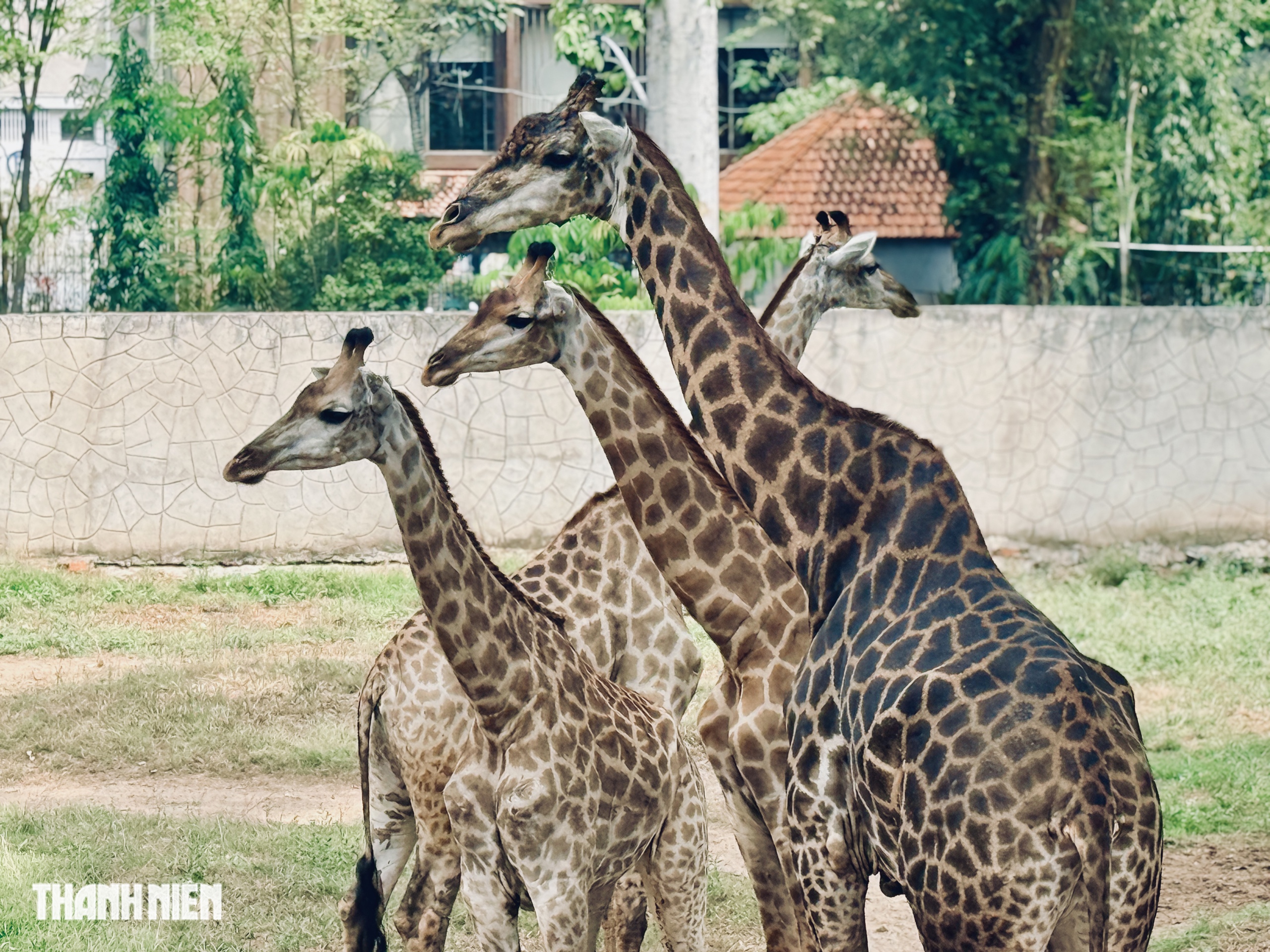 Lễ thành hôn hươu cao cổ ở Thảo Cầm Viên, làm sao biết chúng ưng nhau? - Ảnh 2.