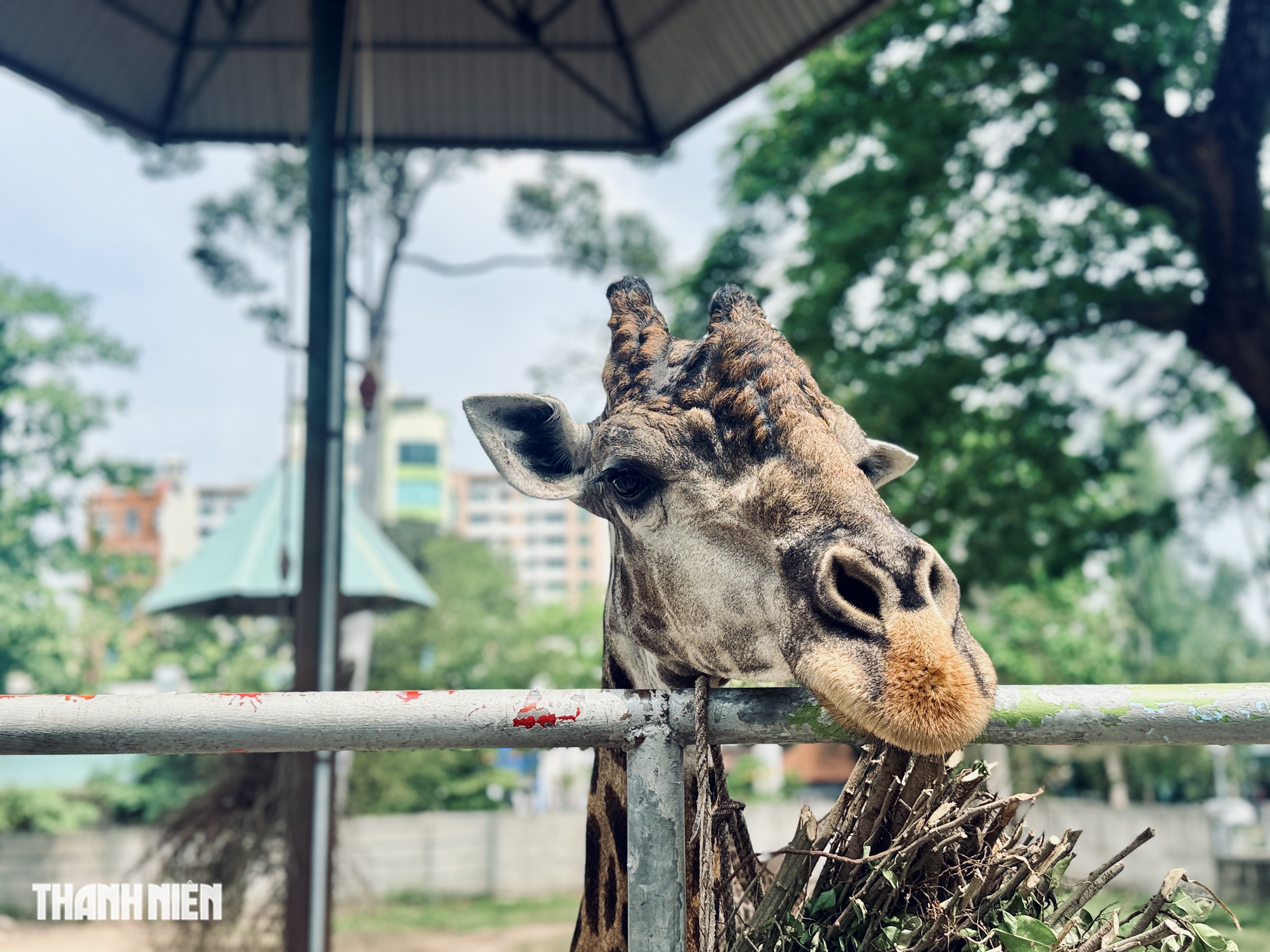 Thảo Cầm Viên Sài Gòn tổ chức 'lễ thành hôn' cho hươu cao cổ Phi Phi và Thảo Em