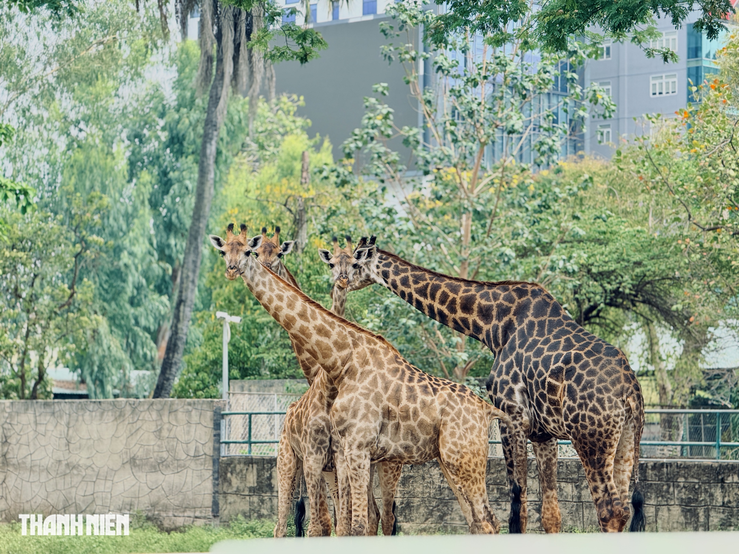 Lễ thành hôn hươu cao cổ ở Thảo Cầm Viên, làm sao biết chúng ưng nhau? - Ảnh 4.