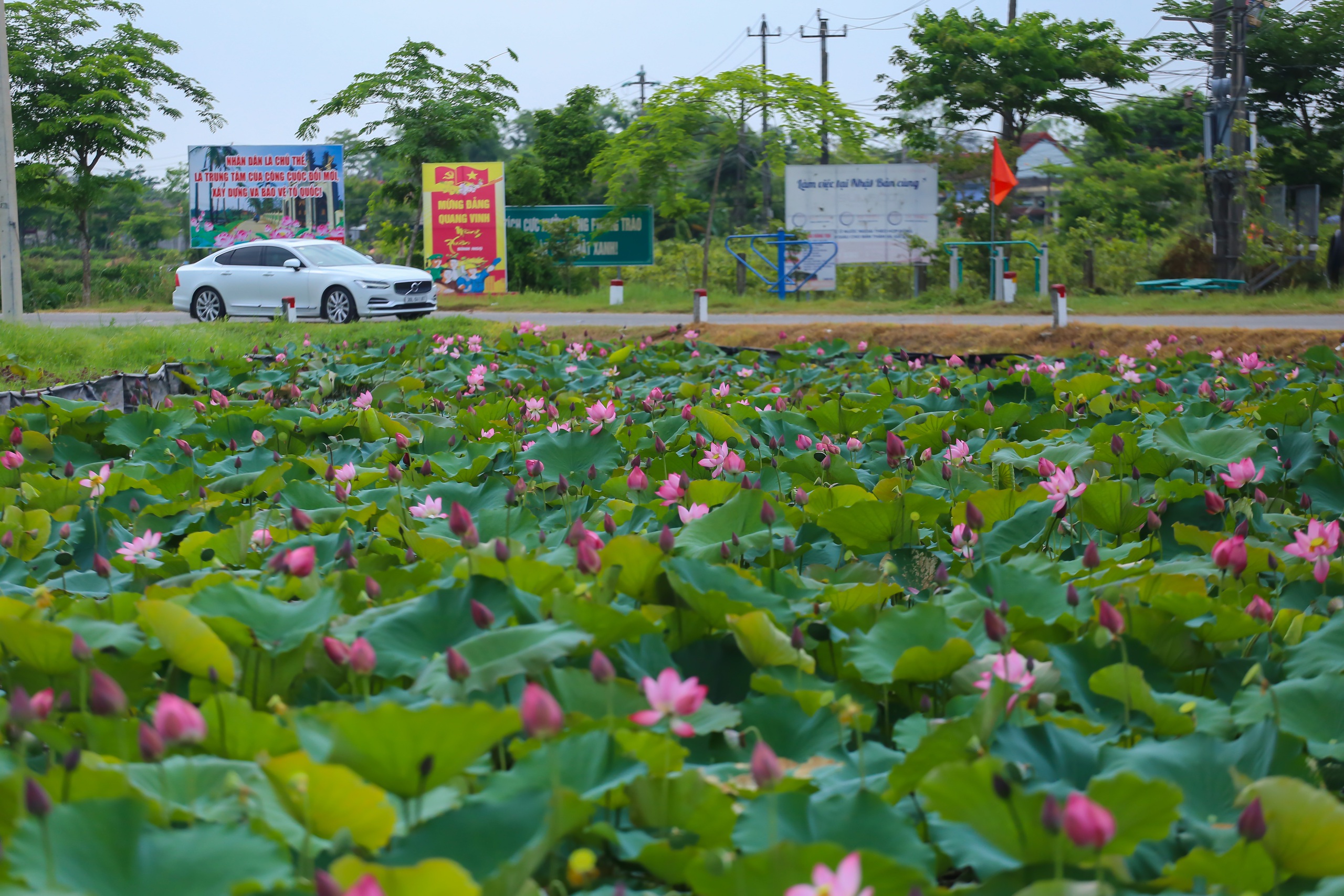 Hồ sen trước một ng&ocirc;i l&agrave;ng ven biển ở Huế đẹp như tranh- Ảnh 7.