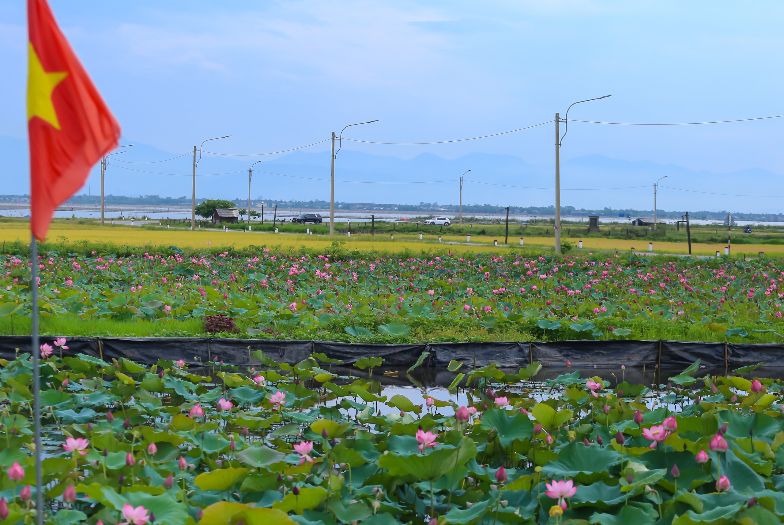 Hồ sen trước một ng&ocirc;i l&agrave;ng ven biển ở Huế đẹp như tranh- Ảnh 8.