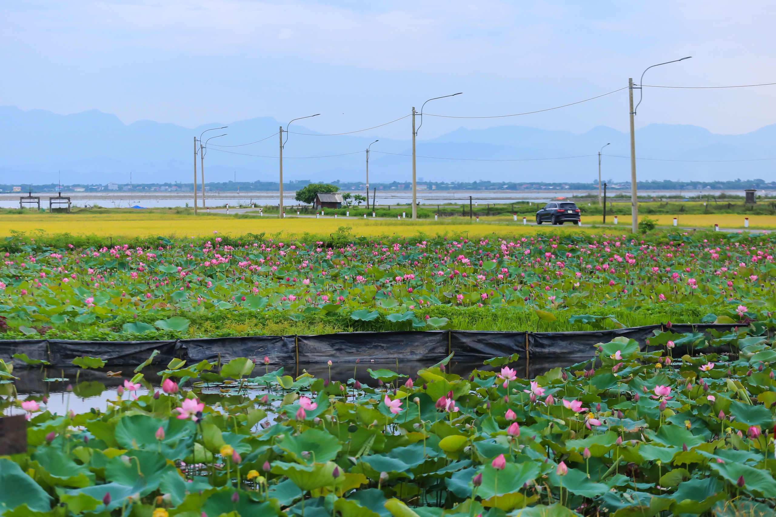 Hồ sen trước một ng&ocirc;i l&agrave;ng ven biển ở Huế đẹp như tranh- Ảnh 1.