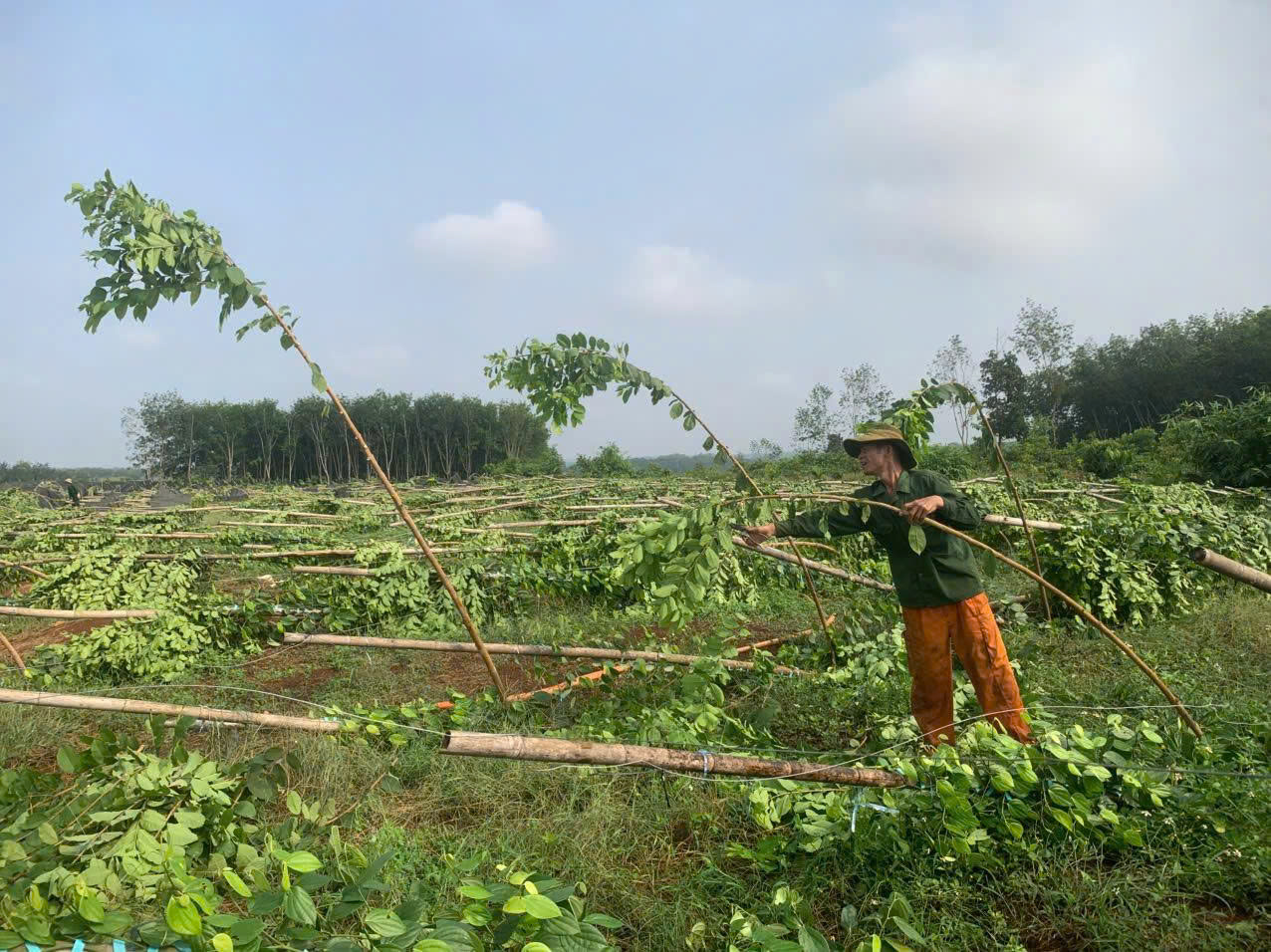 Mưa lớn ở Đồng Nai kèm lốc xoáy làm gãy đổ 2.800 trụ tiêu, sầu riêng- Ảnh 1.